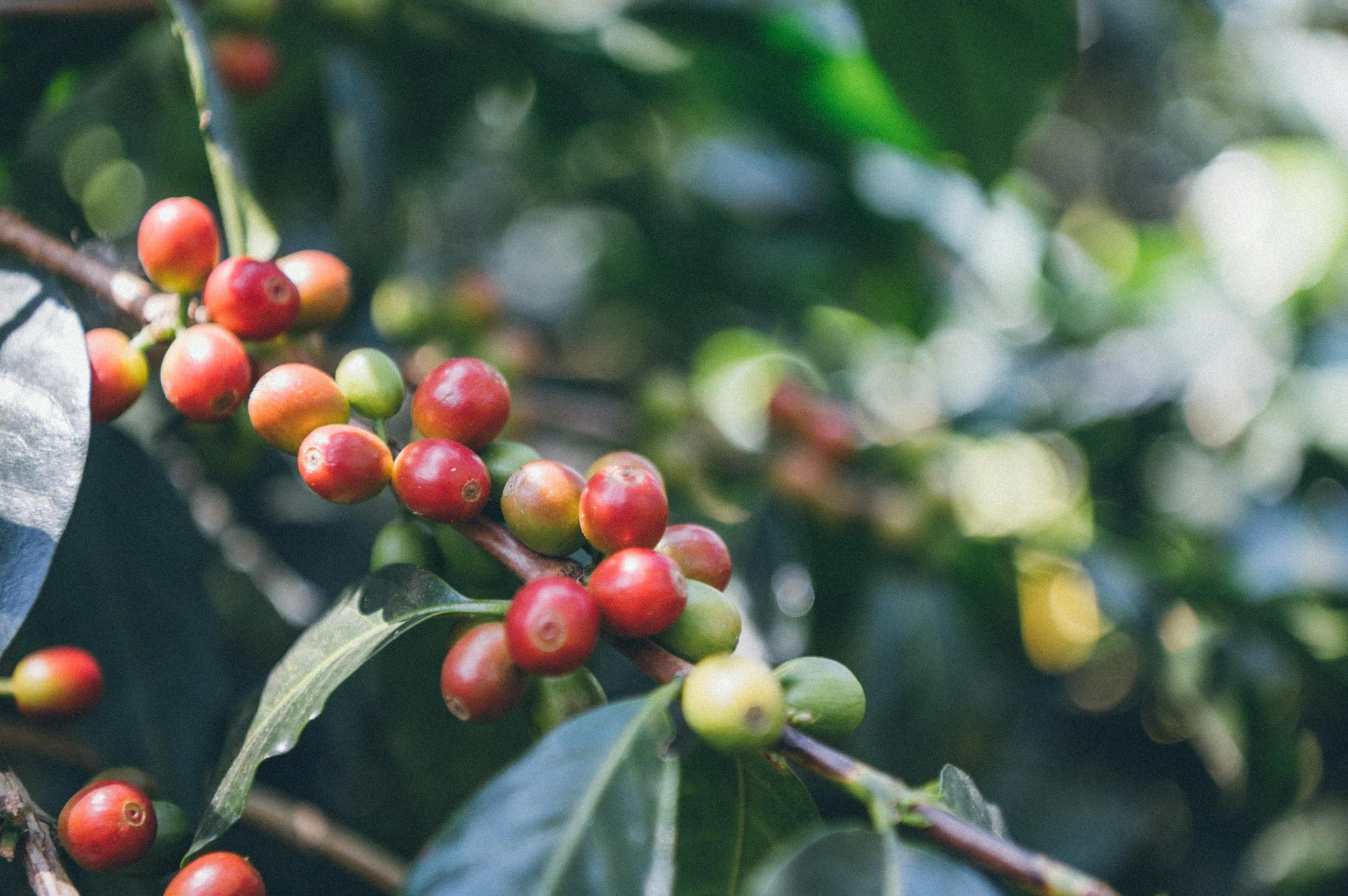 The Coffee That Protected Gorillas and Changed Lives Along the Way