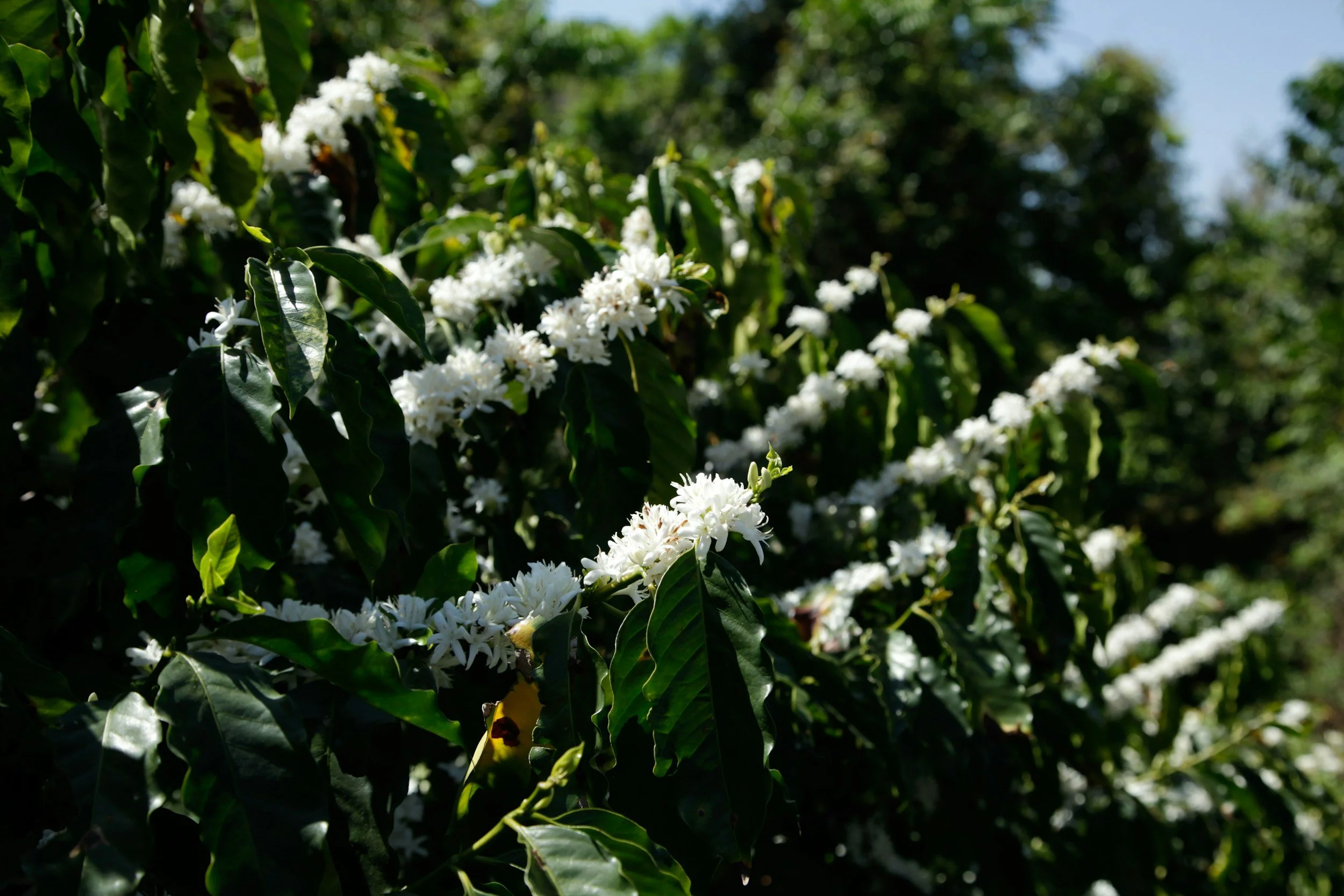 Why the Future of Coffee Happens Before the Tree Ever Reaches Your Cup