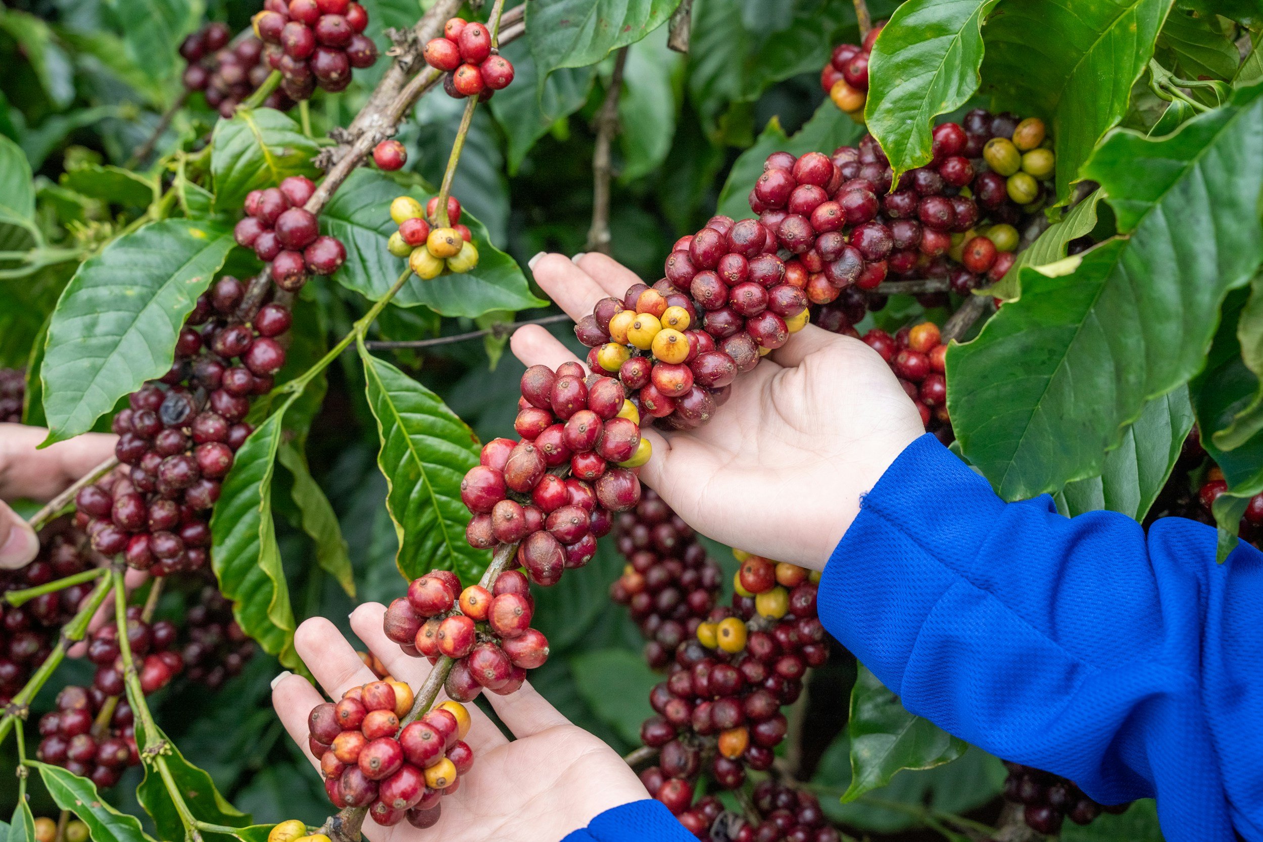 Coffee Isn’t a Bean And Why That Changes Everything You Thought About Your Cup