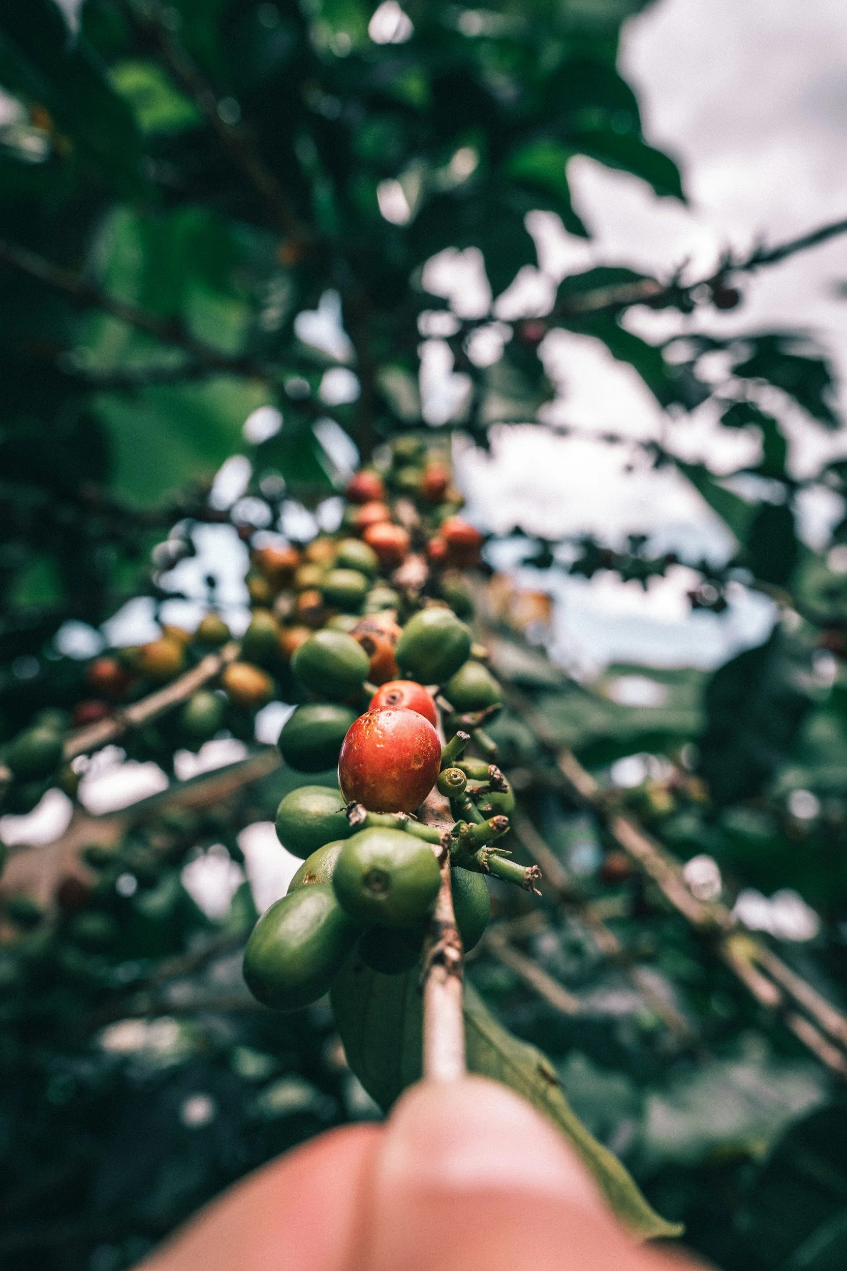 From Humble Beginnings to Global Fame: Colombia’s Coffee Legacy