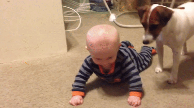 Dog shows baby how to crawl