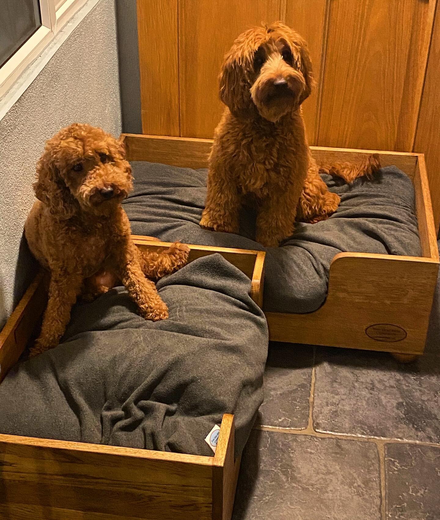 Little Ted has now got his own bed to match his sister&rsquo;s. How cute are they both?  #woodendogbed #oakdogbed #luxurydogbed #cutedogs #happydogs #cockapoo #australianlabradoodle