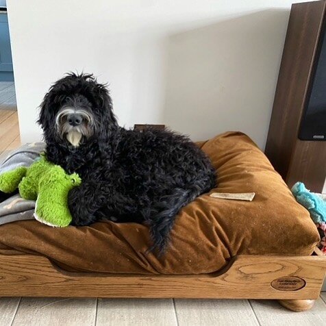 Pir sharing his bed with his favourite cuddly toy!  #oakdogbed #luxurylifestyle #spoiltdog #comfydog #dogsofinstagram #handmade