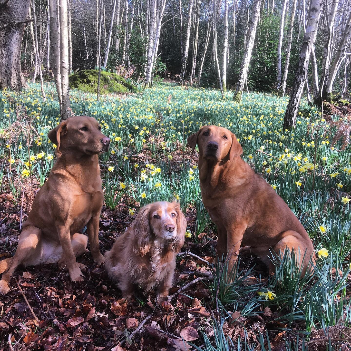 Enjoying a morning daffodil walk. #dogwalk #redfoxlabrador #cockerspaniel #countrywalking #happydogs #livinginthecountry