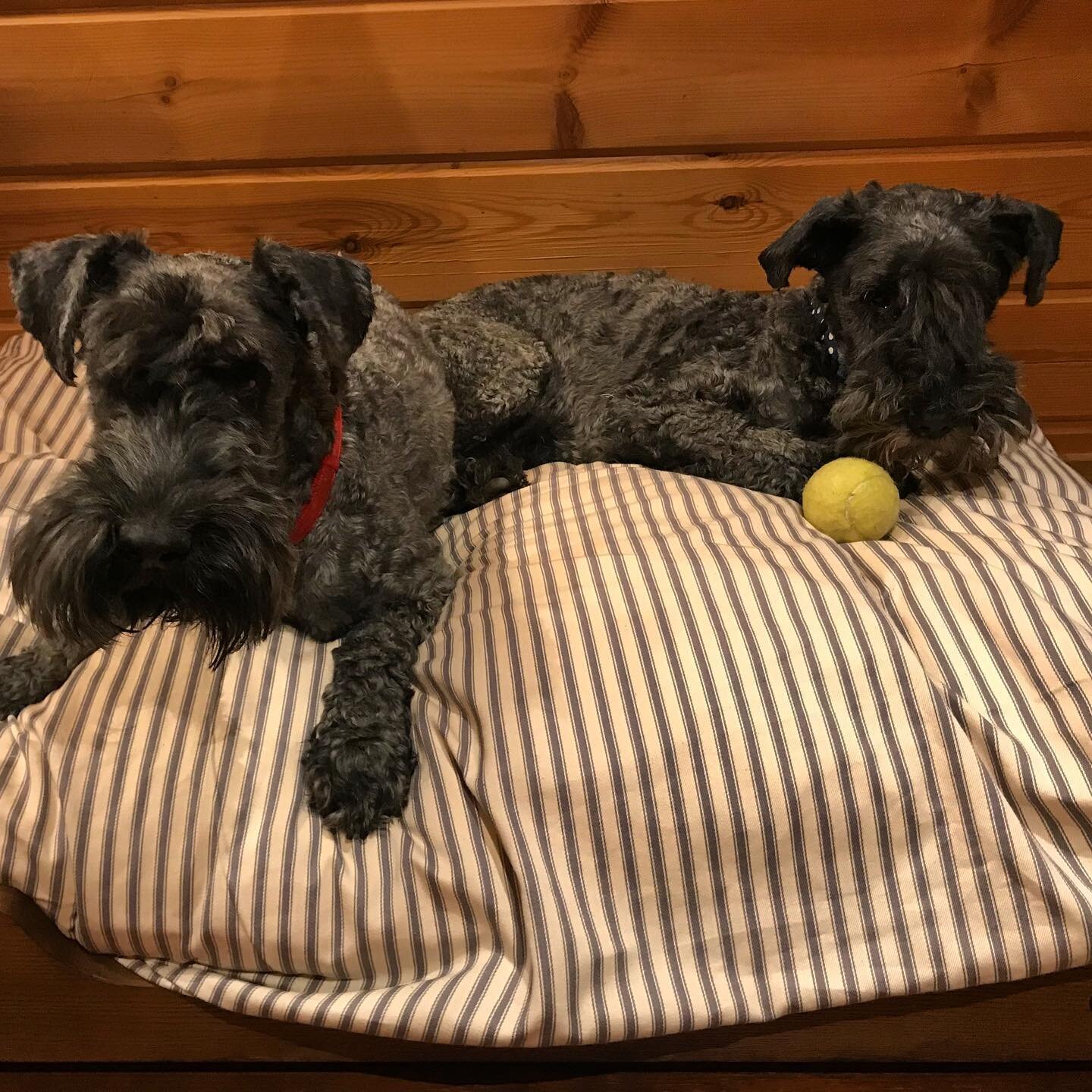 Dog bed covers to compliment any home interior and also the dog/s themselves!  Rufus and Riley love theirs. #dogbedcover #luxurydogbeds #stylishdogbed #cosydog #dogbedsofinstagram #lovemydog