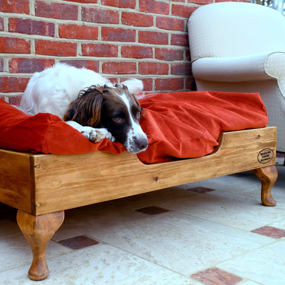 Are Elevated Dog Beds Good For Older Dogs