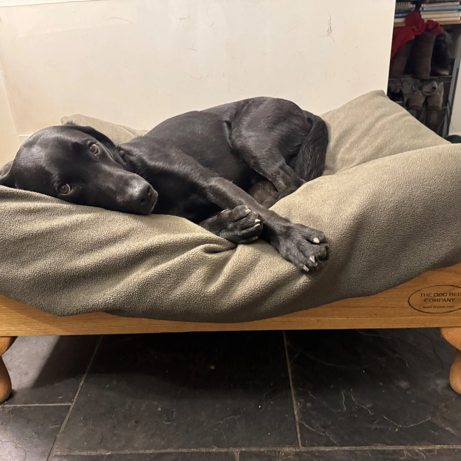 The fleece Wetaway Topper is keeping Owain's mattress & cover dry & clean after coming in from a wet walk