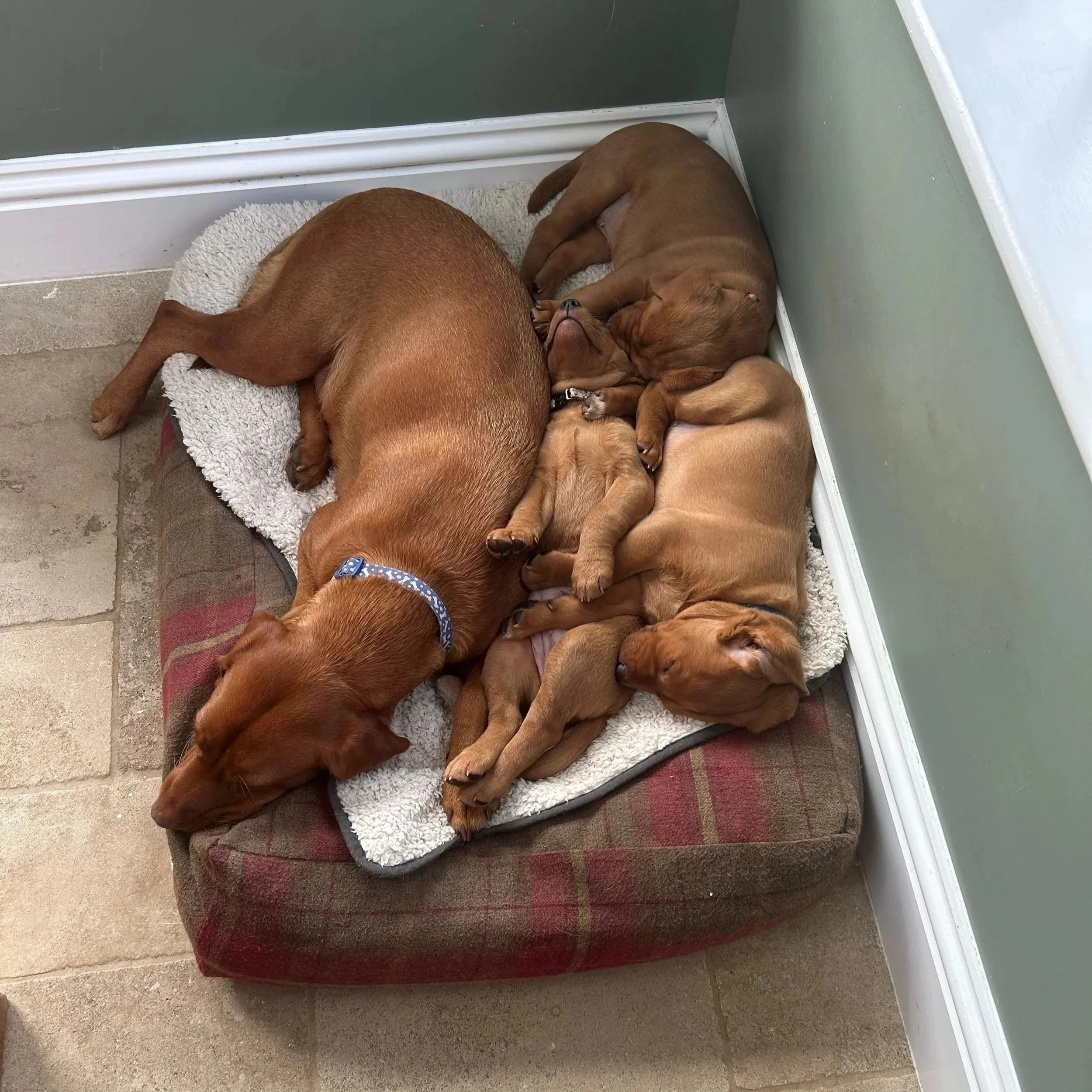These puppies have a whelping crate but they prefer the cosy soft Dog Bed Co mattress more!
