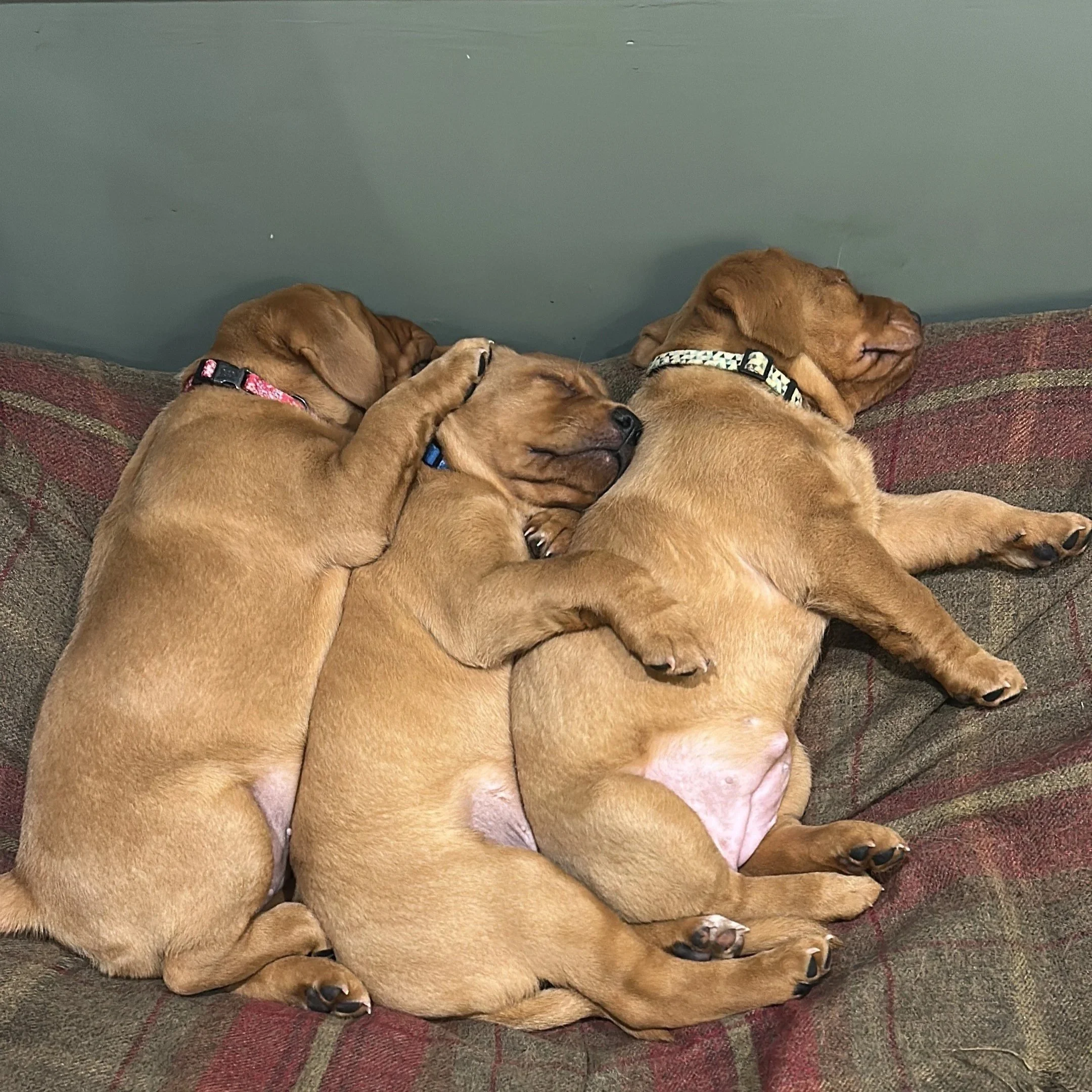 Hear no evil, see no evil, speak no evil!!