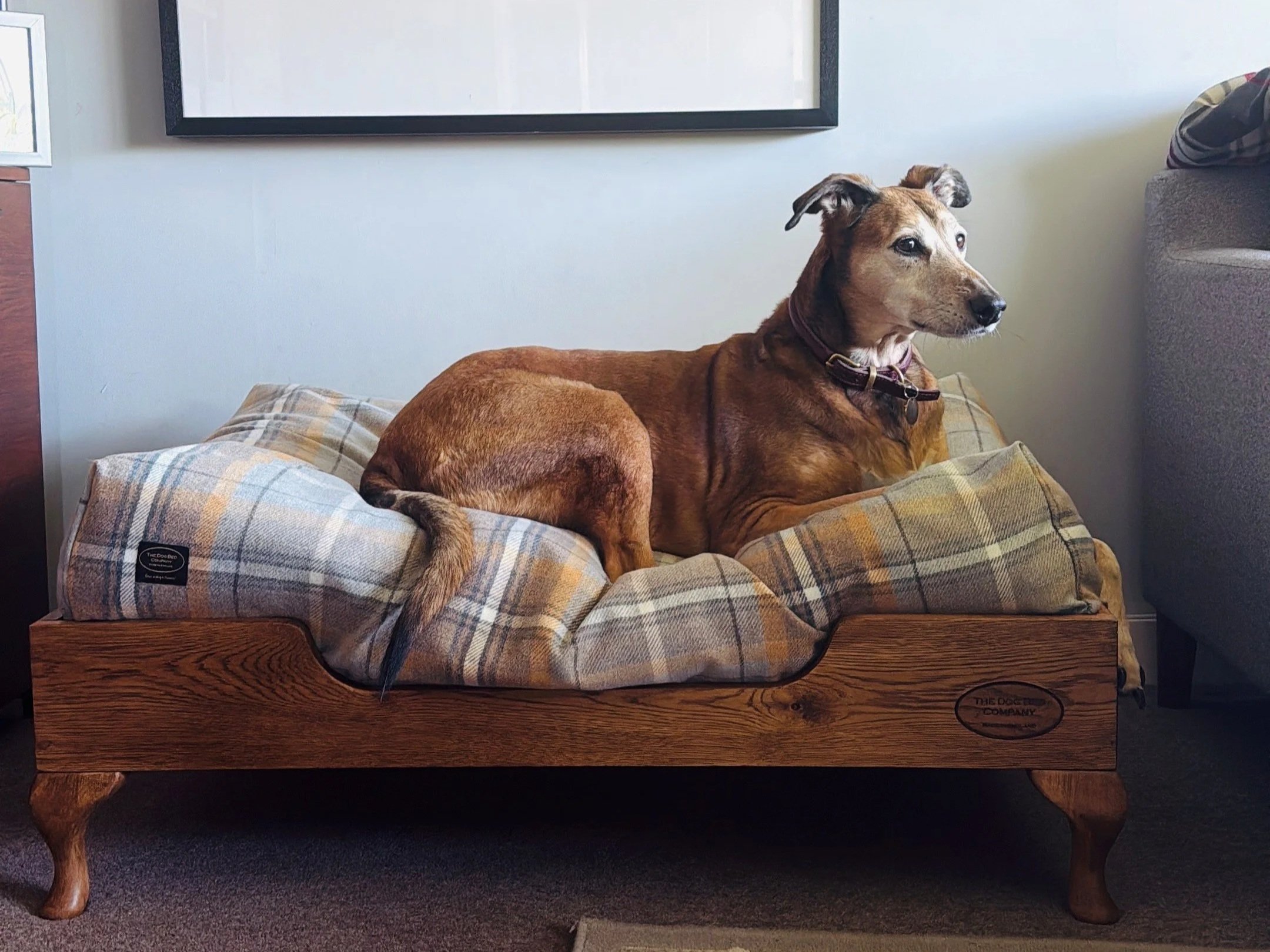 Stanley posing on his big boy bed!