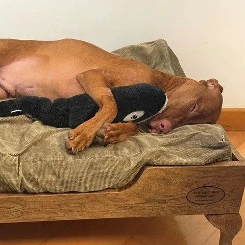 Having had such a whale of time a nap is needed!