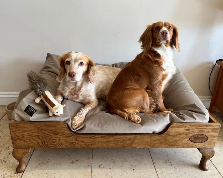 These dogs got lucky seeing my beds at the Old Berks Hunt P2P