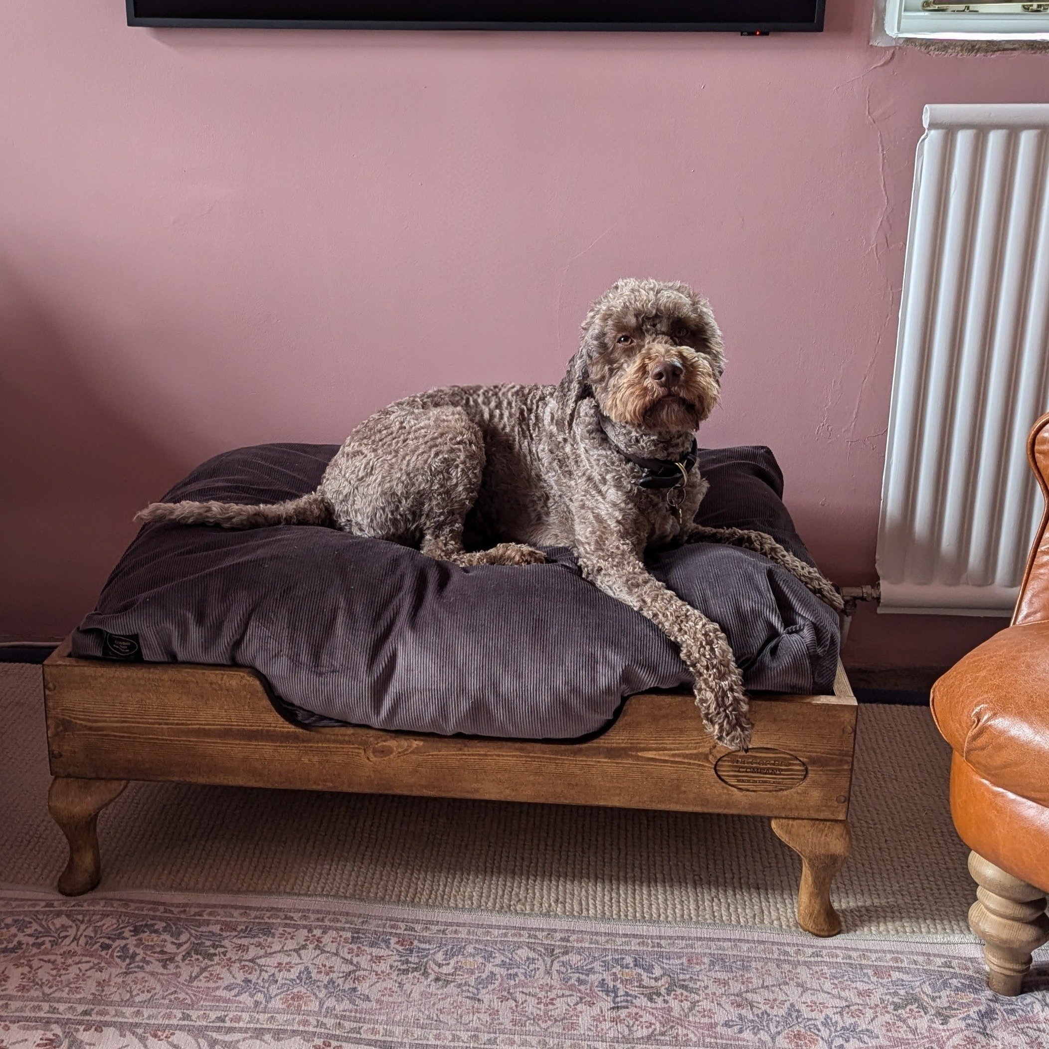 Otto's not sure if this lovely pine bed (medium size) is really his!
