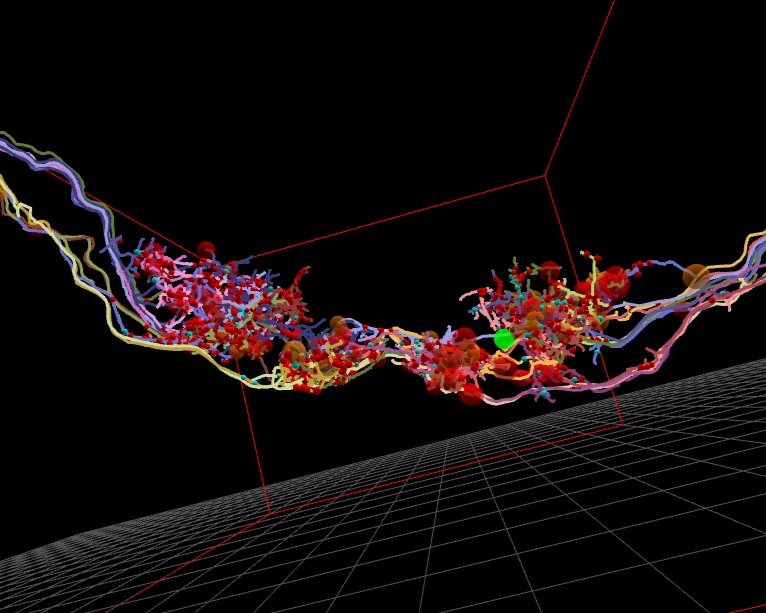 Three-dimensional visualization of larval Drosophila neural circuit