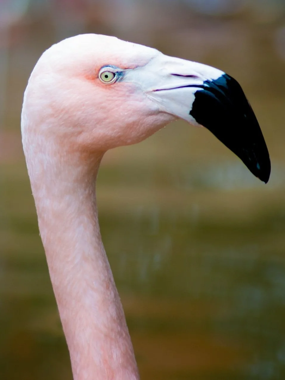 Close-up of a pink flamingo with a black and white beak and pale yellow eyes.