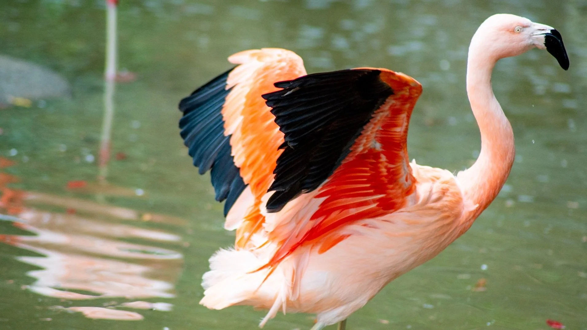 A flamingo standing in water with its wings partially spread, showing pink feathers with black and orange accents.