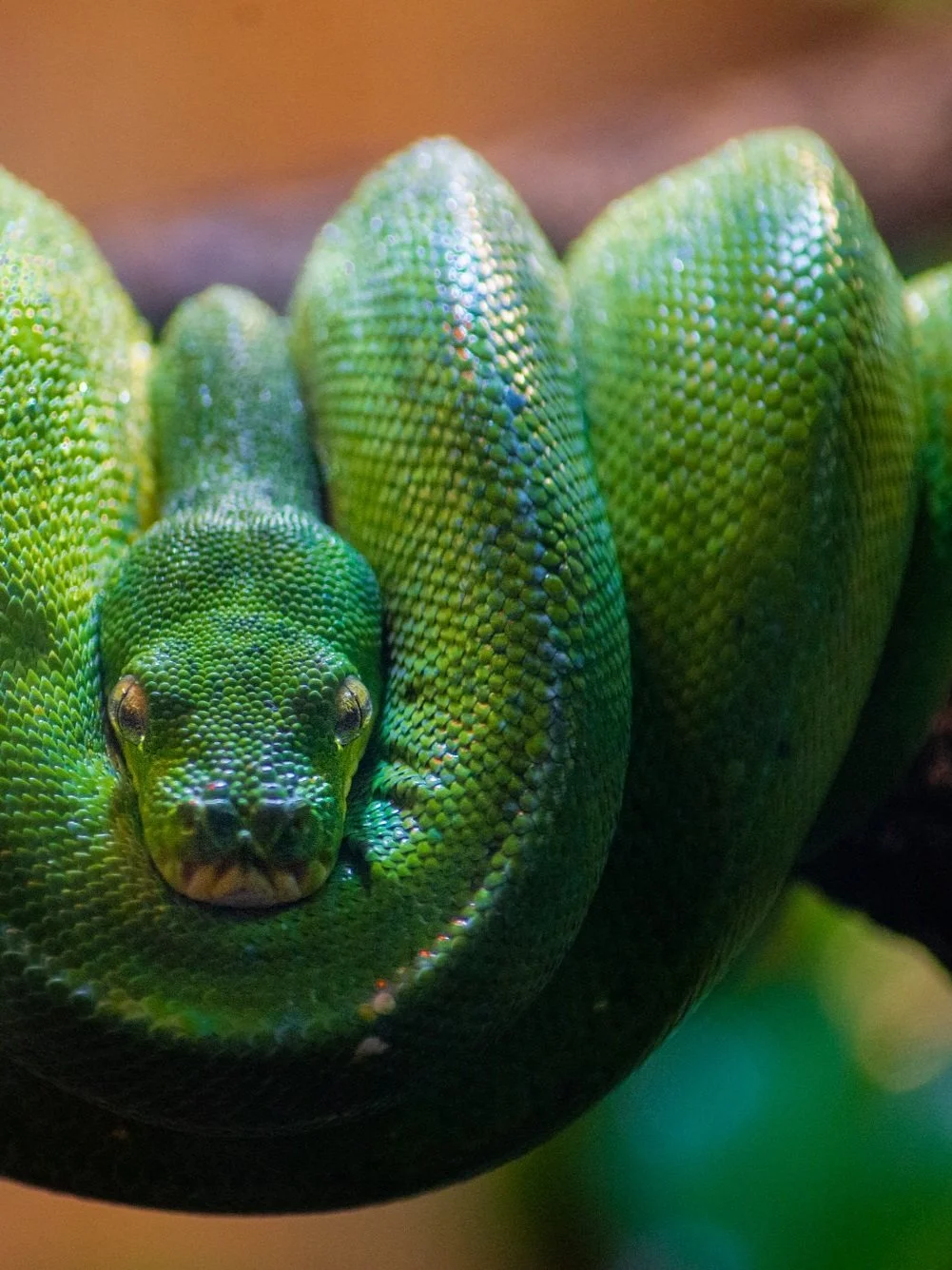 Close-up of a green snake coiled with the head resting on its body, showing textured scales and alert eyes.