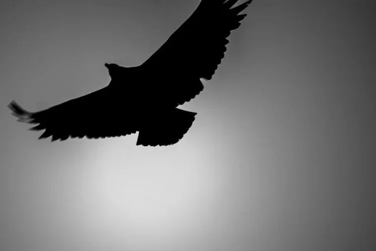 Vulture+-2.jpg