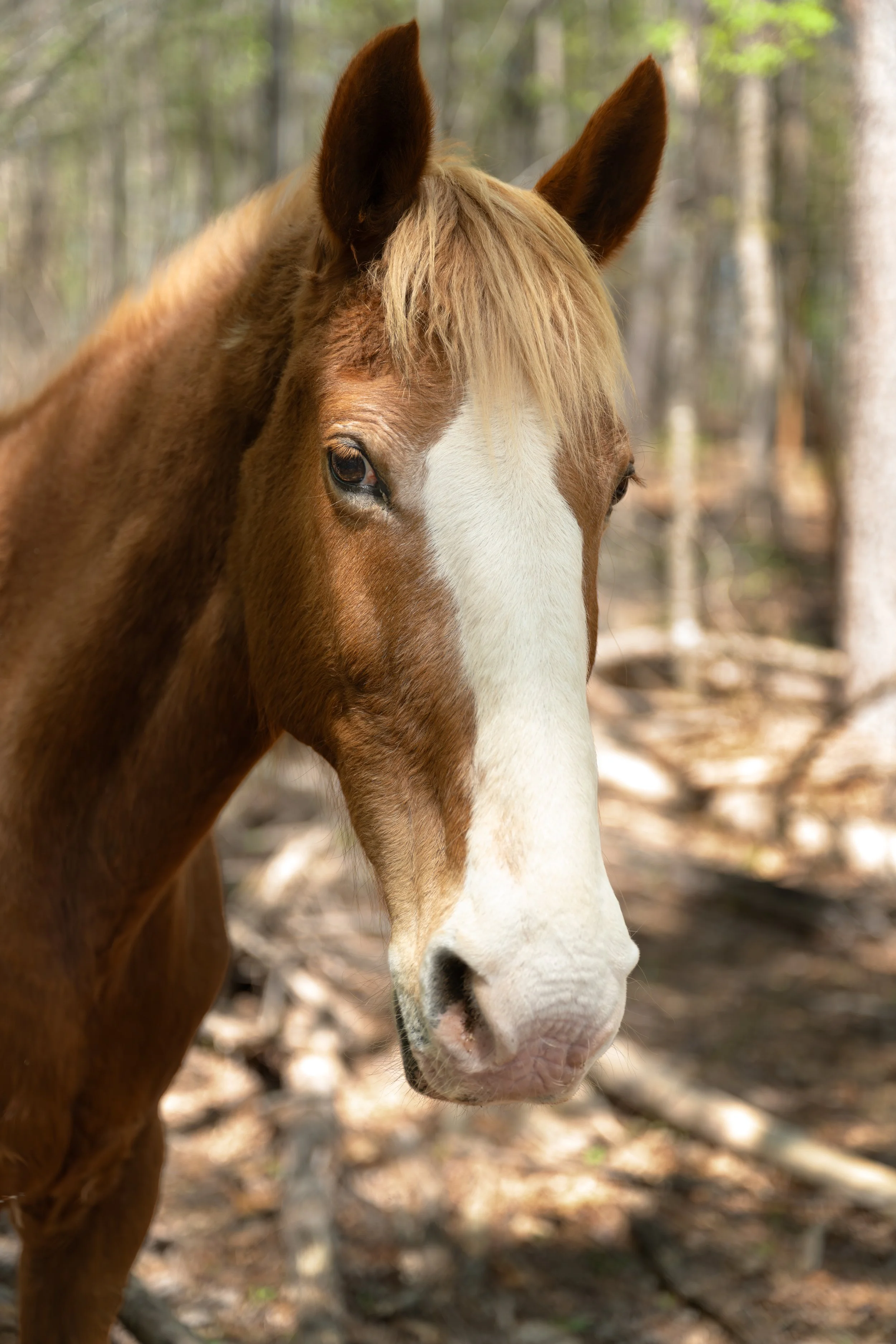 Close-up of a brown horse with a white blaze on its face, standing in a wooded area.