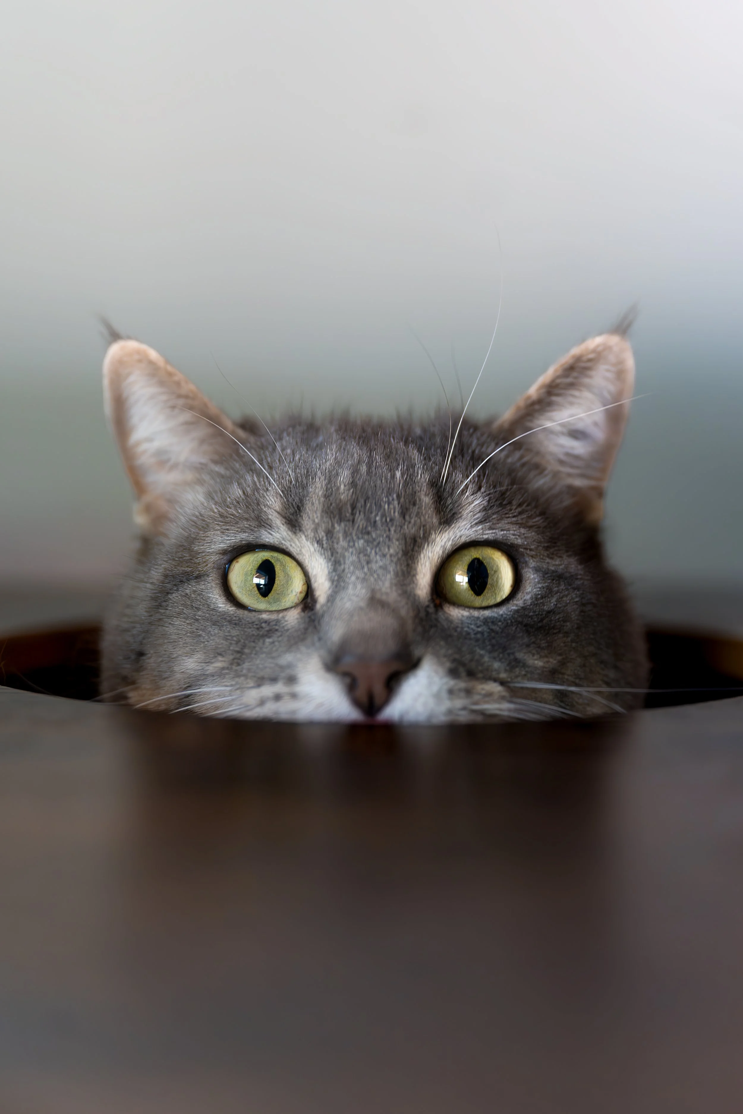 Pets-Retouched-6-2.jpg
