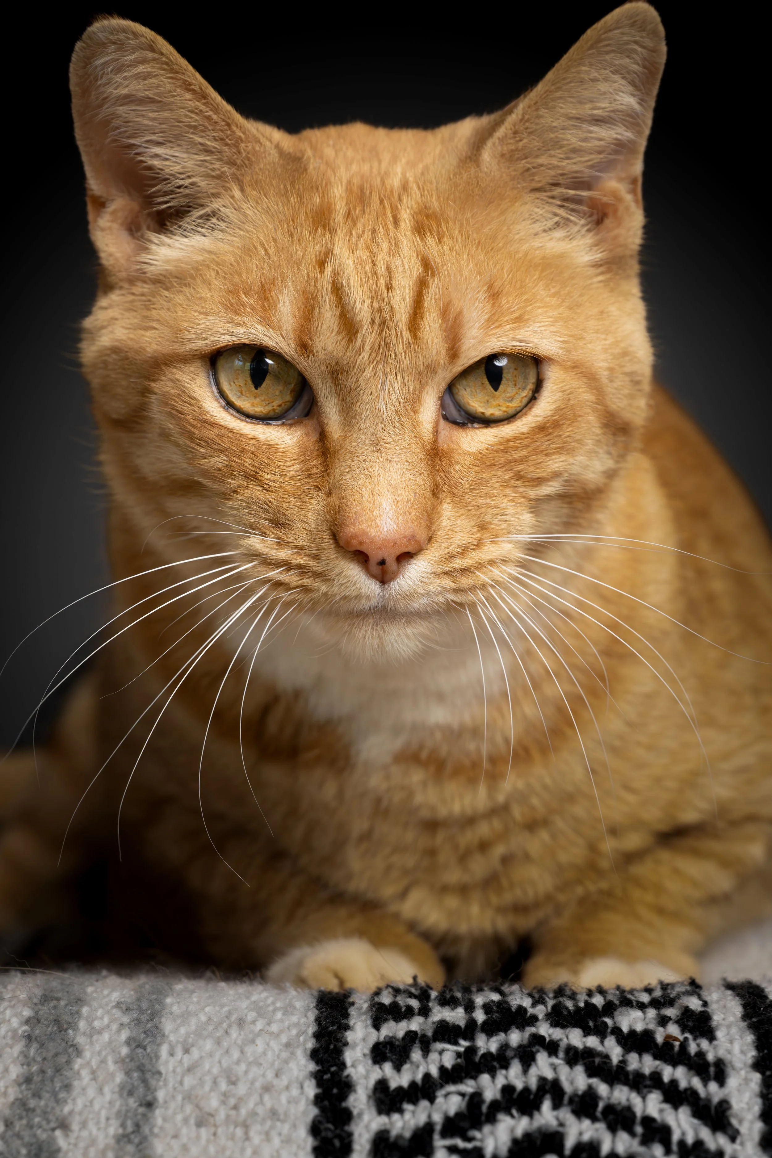 Close-up of an orange tabby cat lying on a blanket, looking directly at the camera with golden eyes.