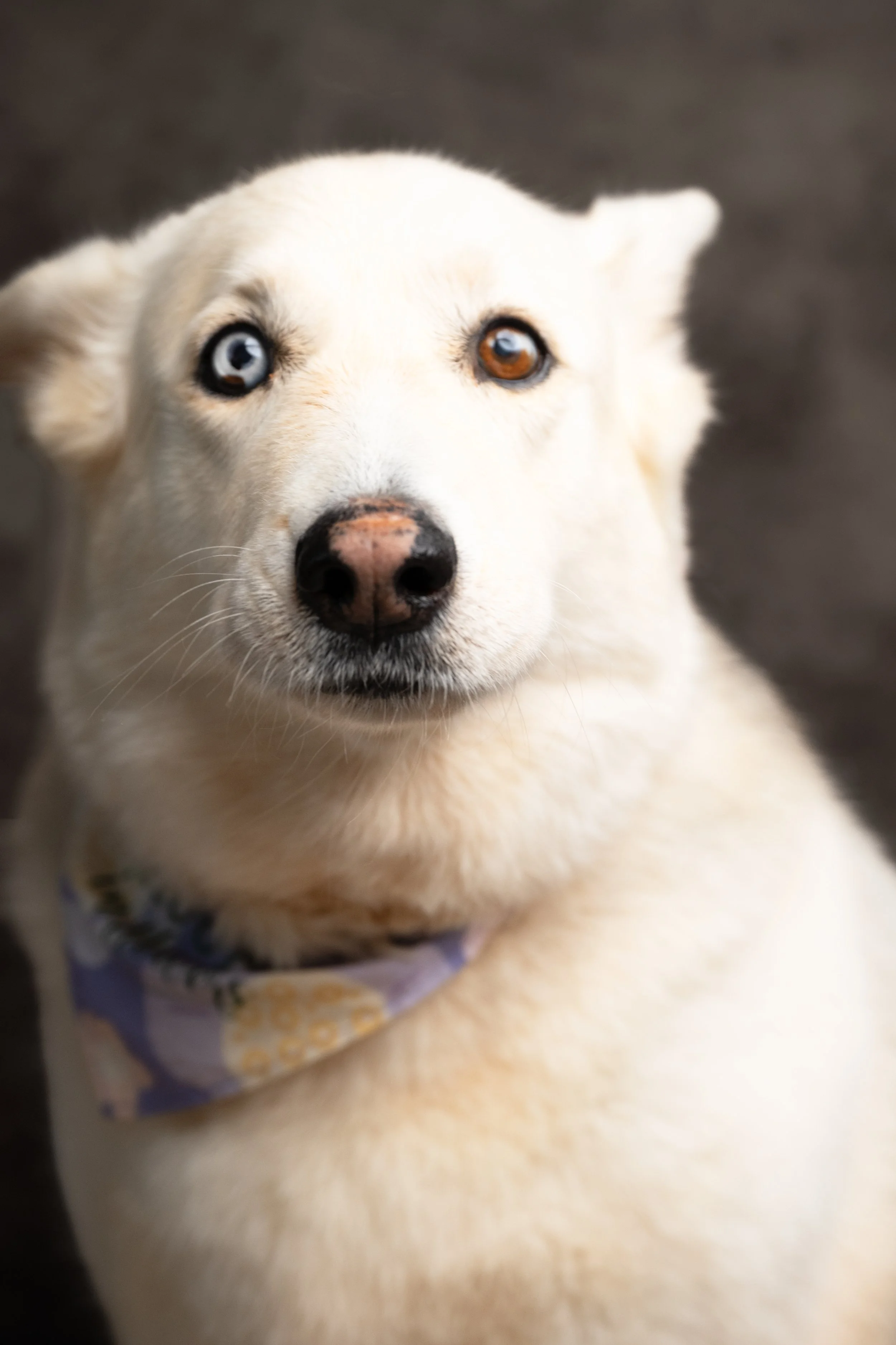 Close-up of a cream-colored dog with heterochromatic eyes, one blue and one brown, wearing a purple bandana.