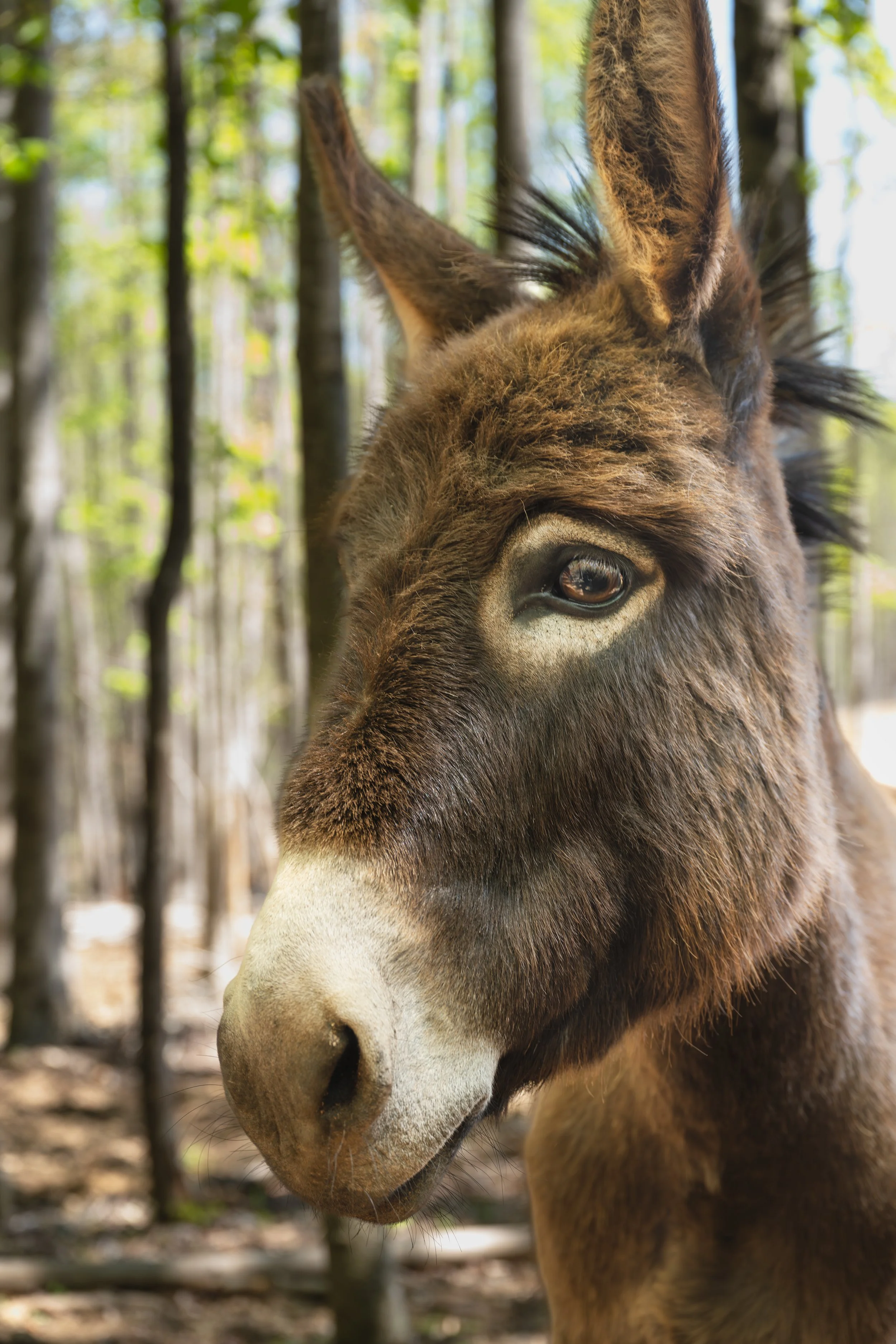 Close-up of a brown donkey's face in a forest with trees and green foliage in the background.