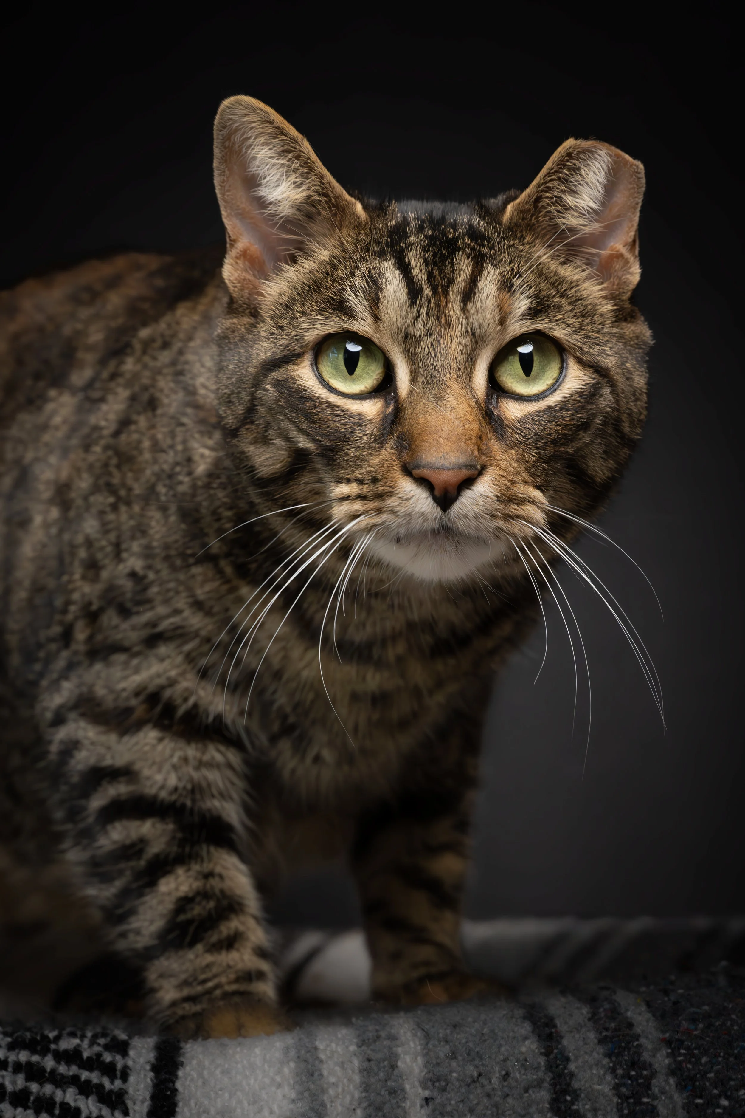 Close-up of a tabby cat with green eyes against a dark background.
