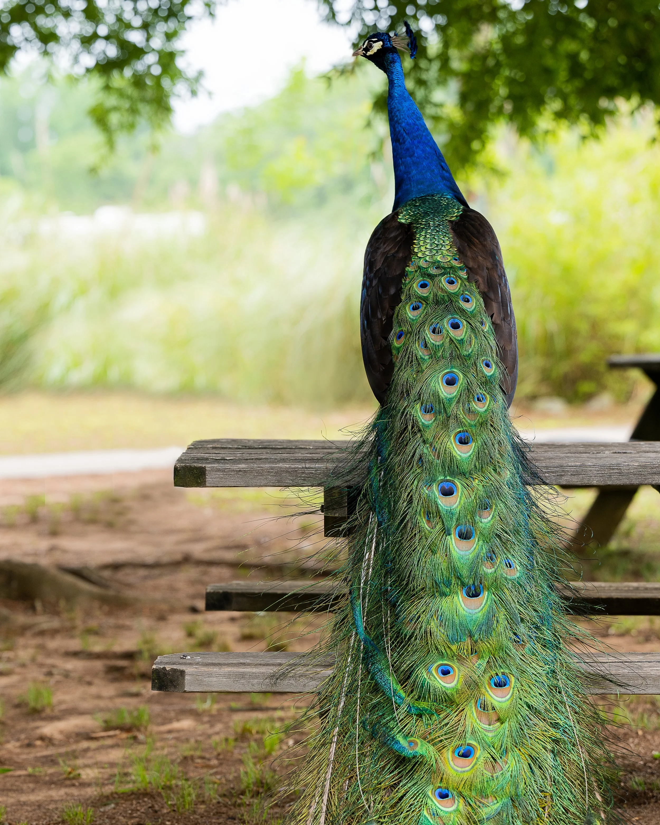 Noahs-Ark-retouched-1.jpg