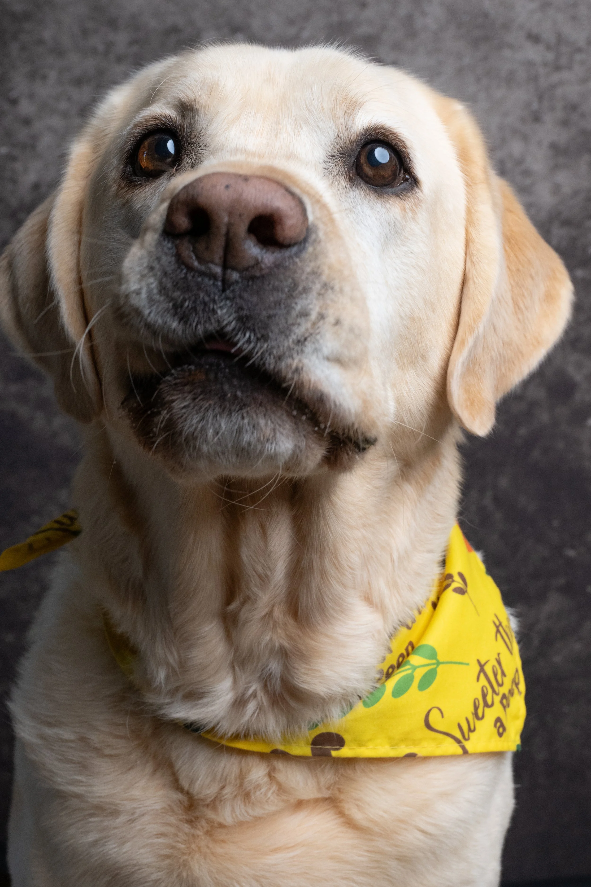 Close-up of a yellow Labrador Retriever wearing a yellow bandana with green and brown designs, against a dark background.