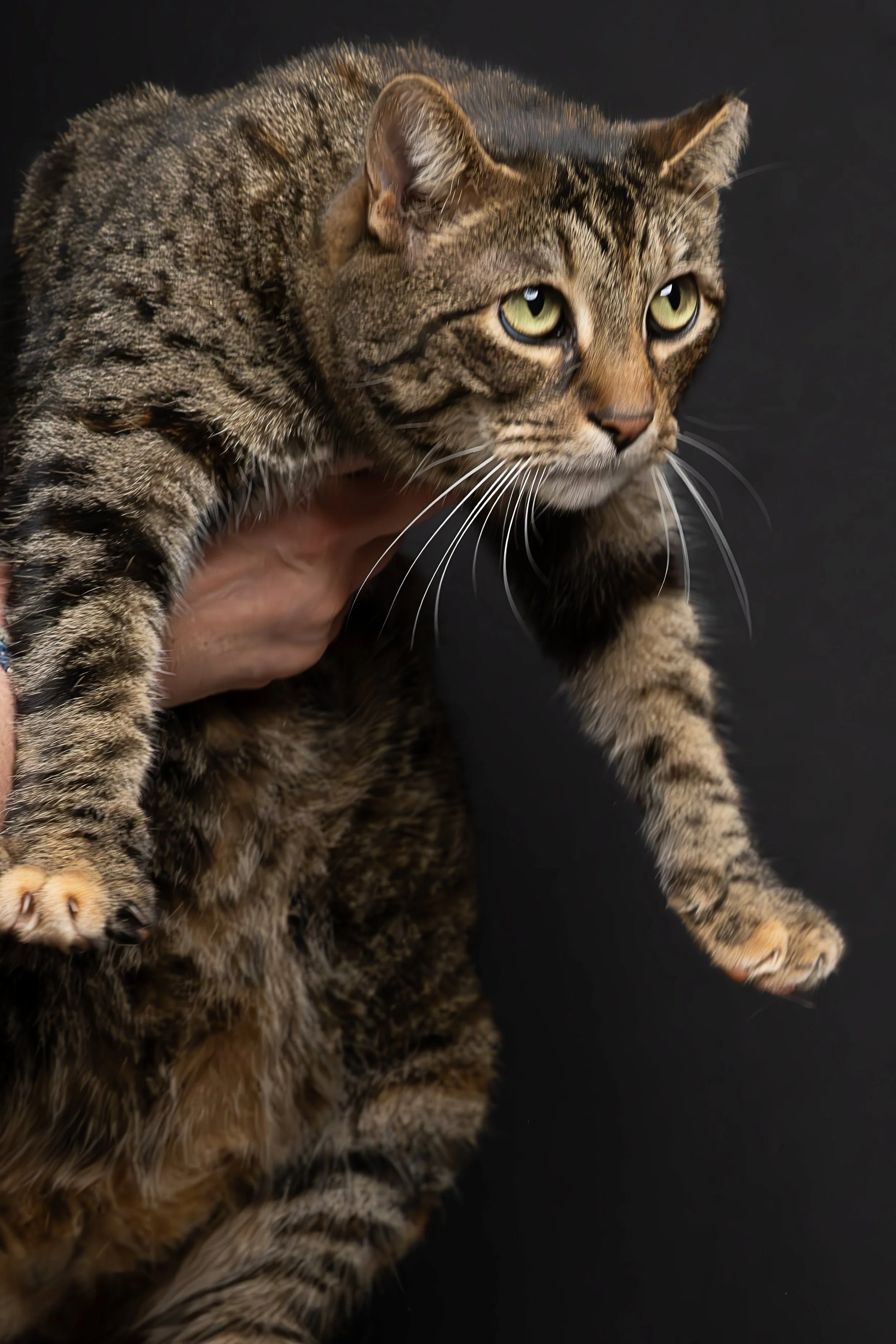 A person holding a tabby cat with striped fur against a black background.