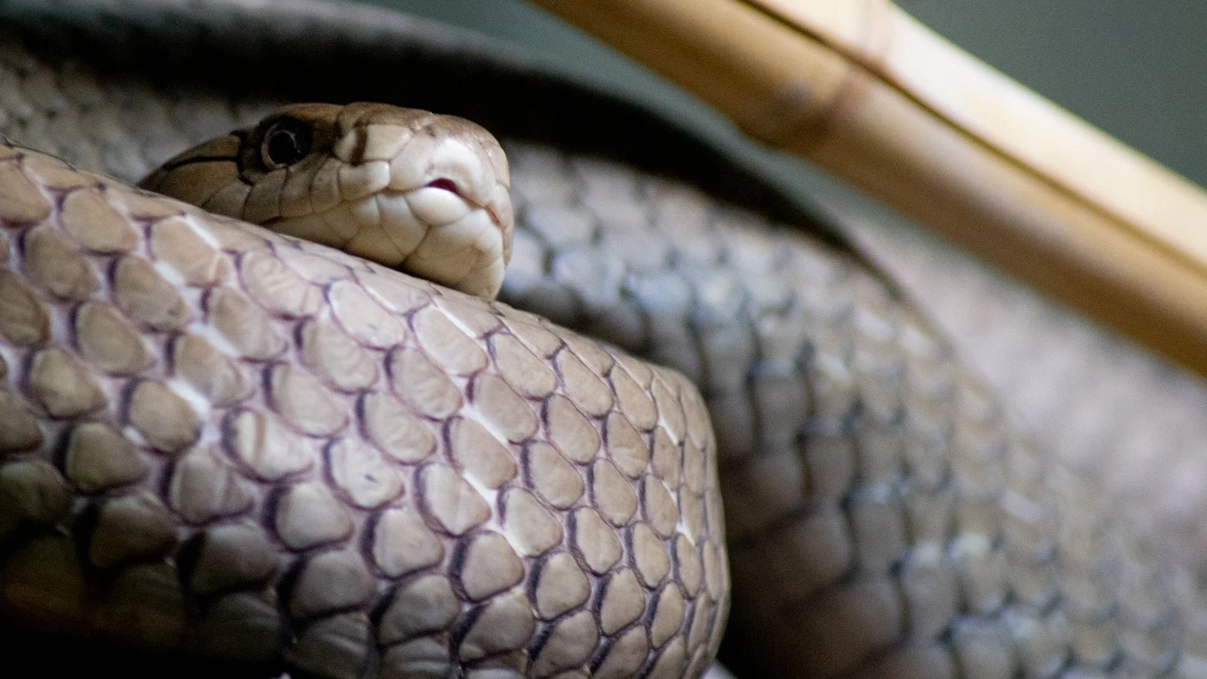 Close-up of a snake's head and coiled body, with patterned scales.