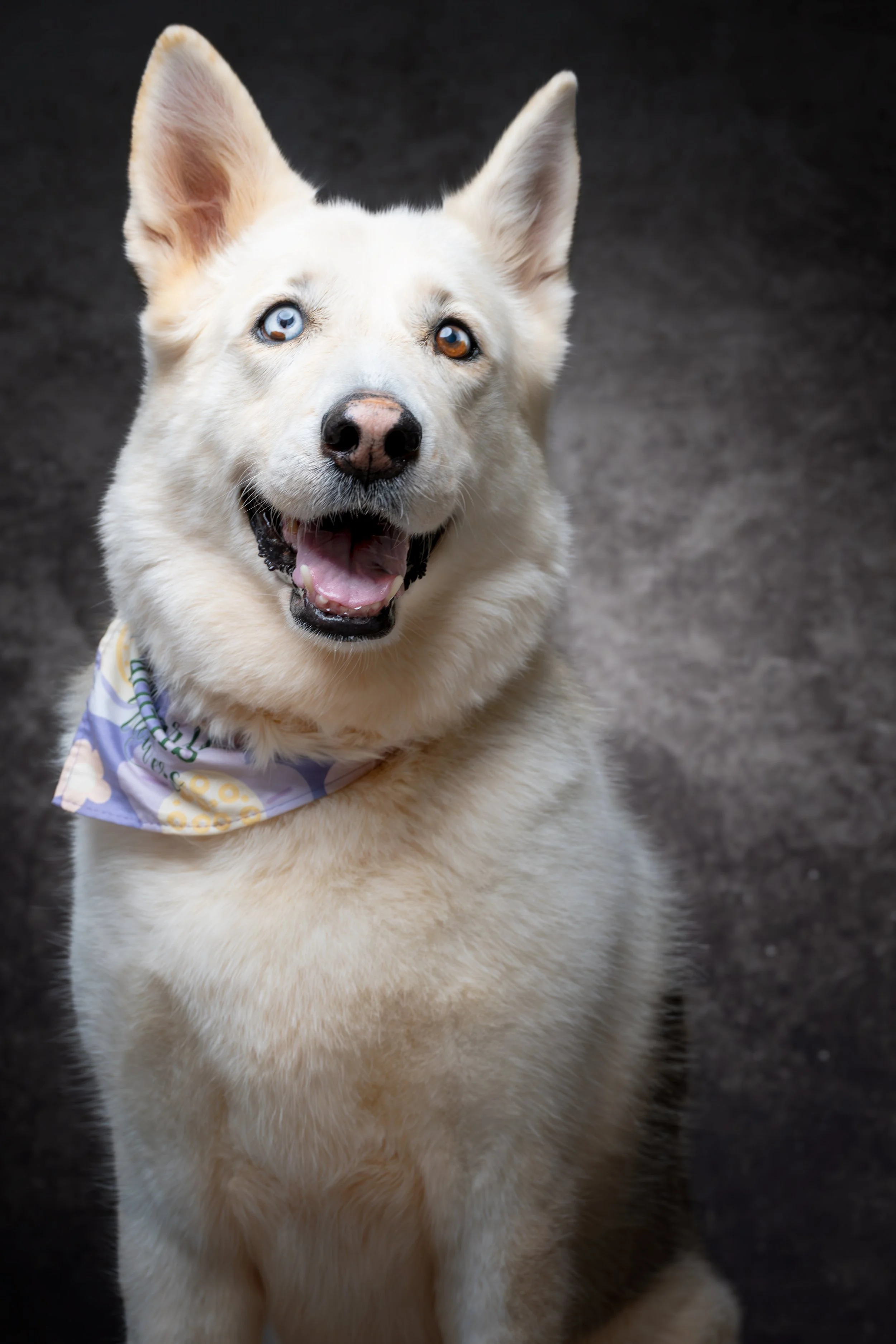 Happy dog with one blue eye and one brown eye, wearing a bandana, sitting on a dark surface.