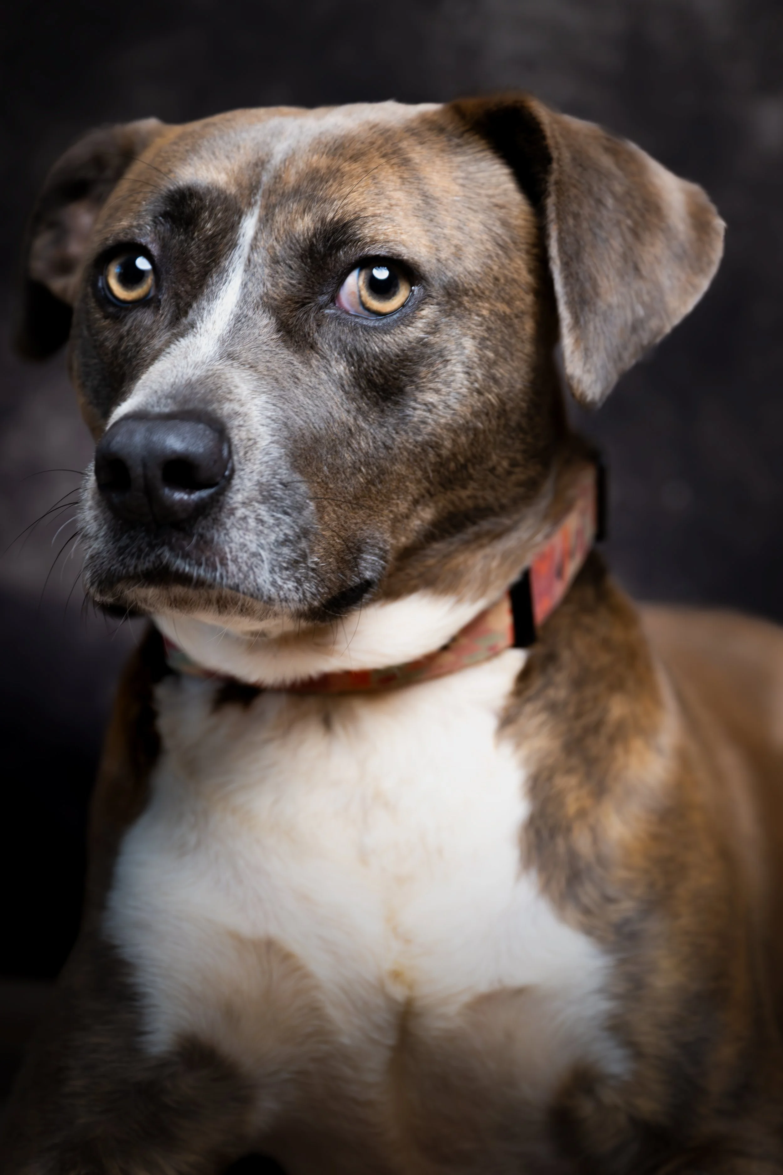 Pet photography. A dog portrait that was taken in Atlanta, Ga.