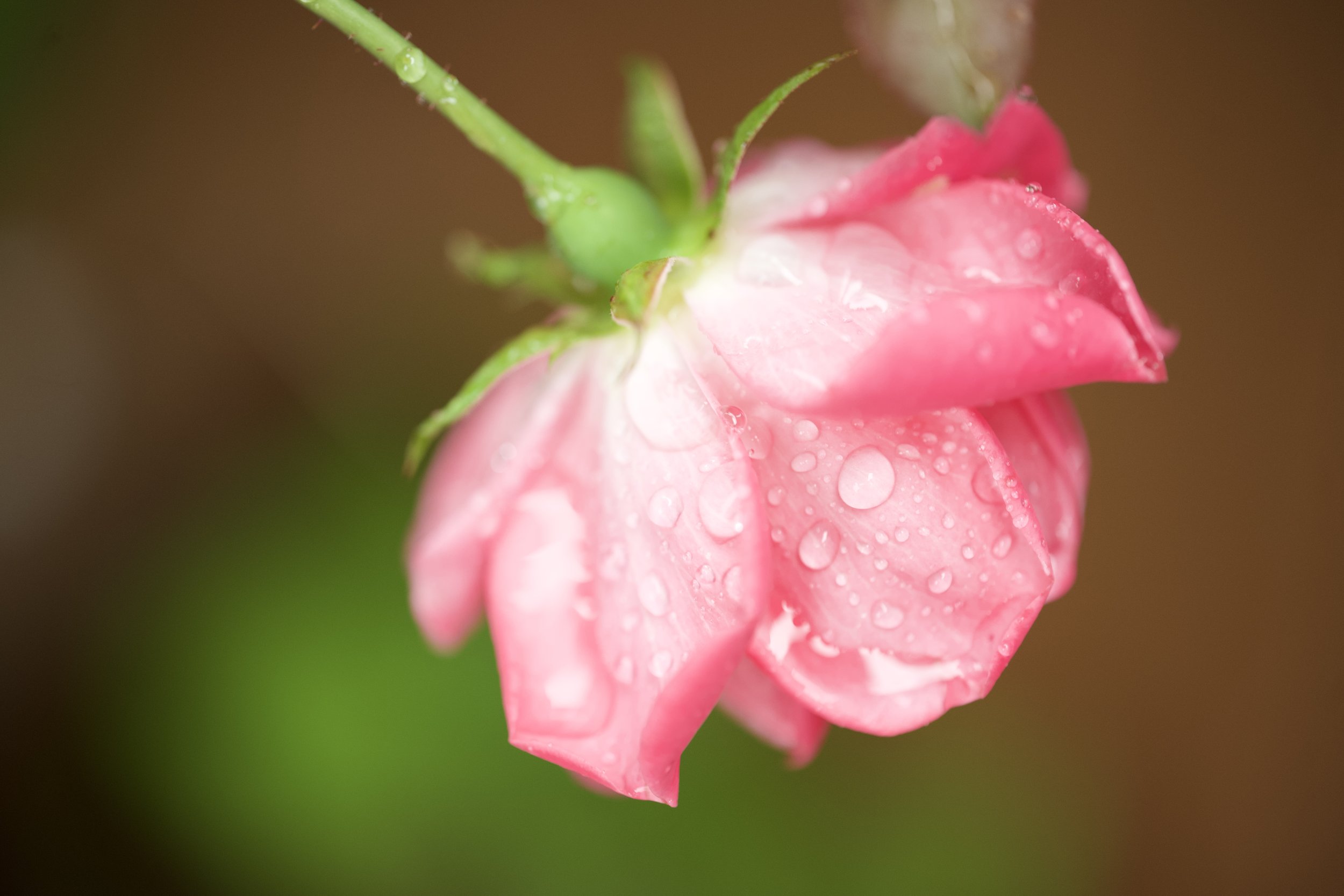 DSC_5901.NEF.jpg