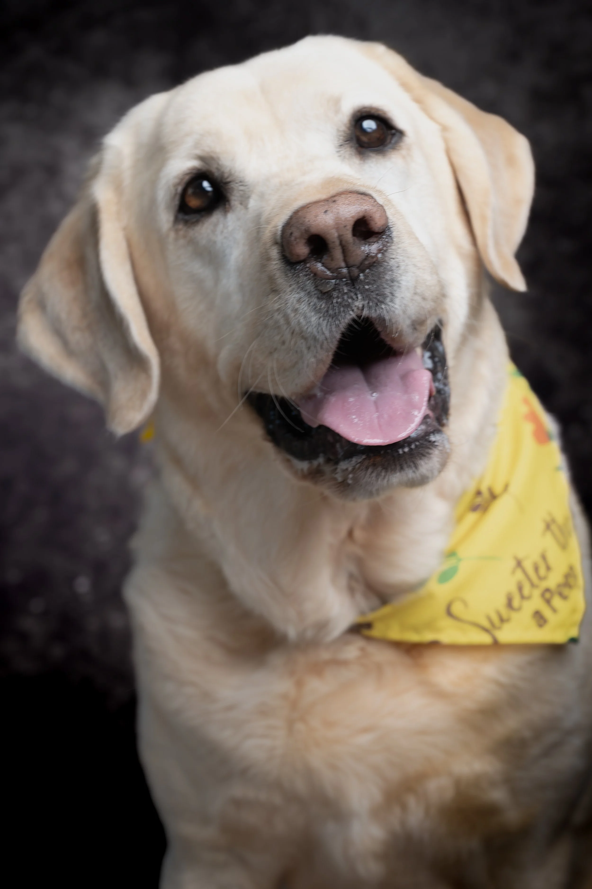 Close-up of a happy yellow Labrador retriever wearing a yellow bandana, looking up with tongue out and a joyful expression, dark background.