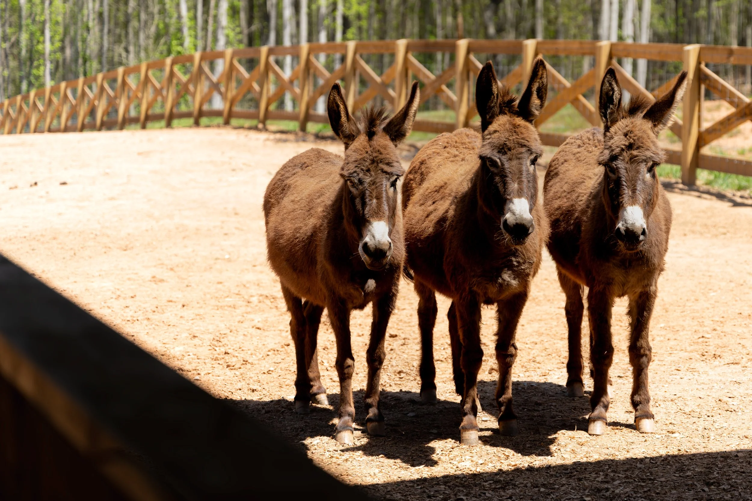 Three donkeys standing together on a dirt ground in a fenced outdoor area.