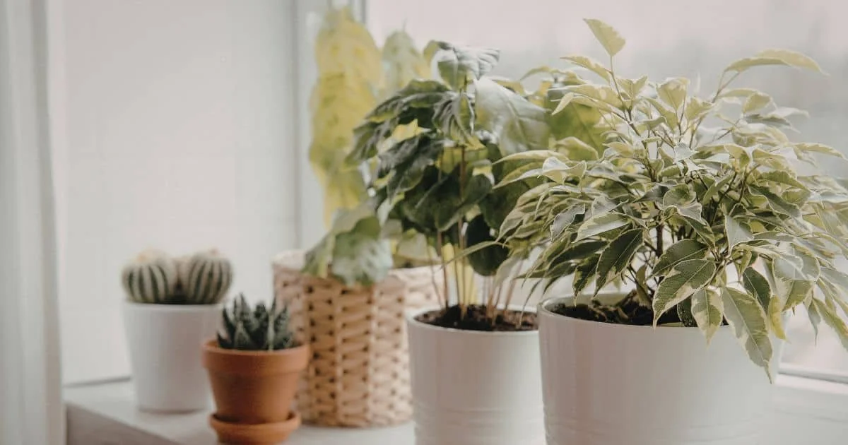 various plants sitting in a sunny window