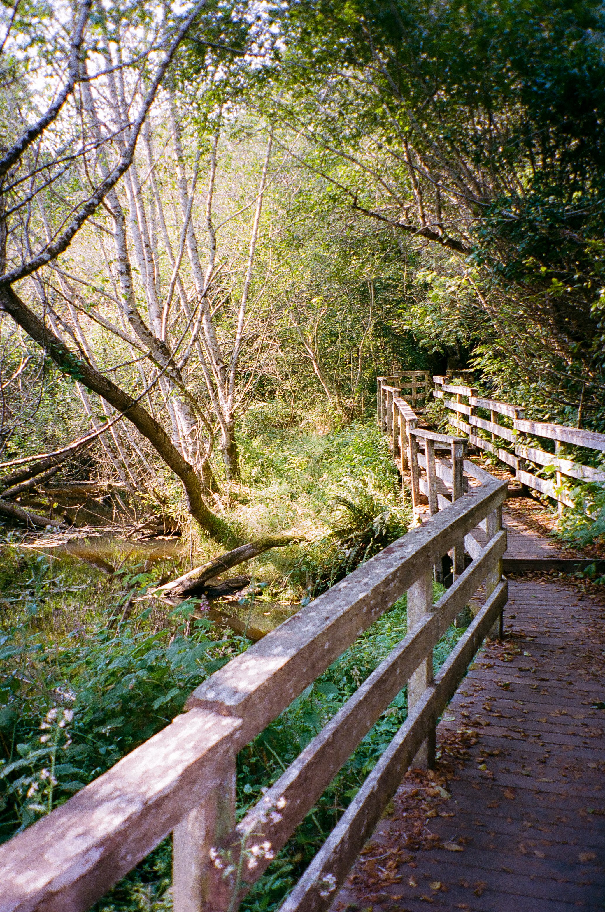 Wooden trail with railing in a lush green forest near a small creek.