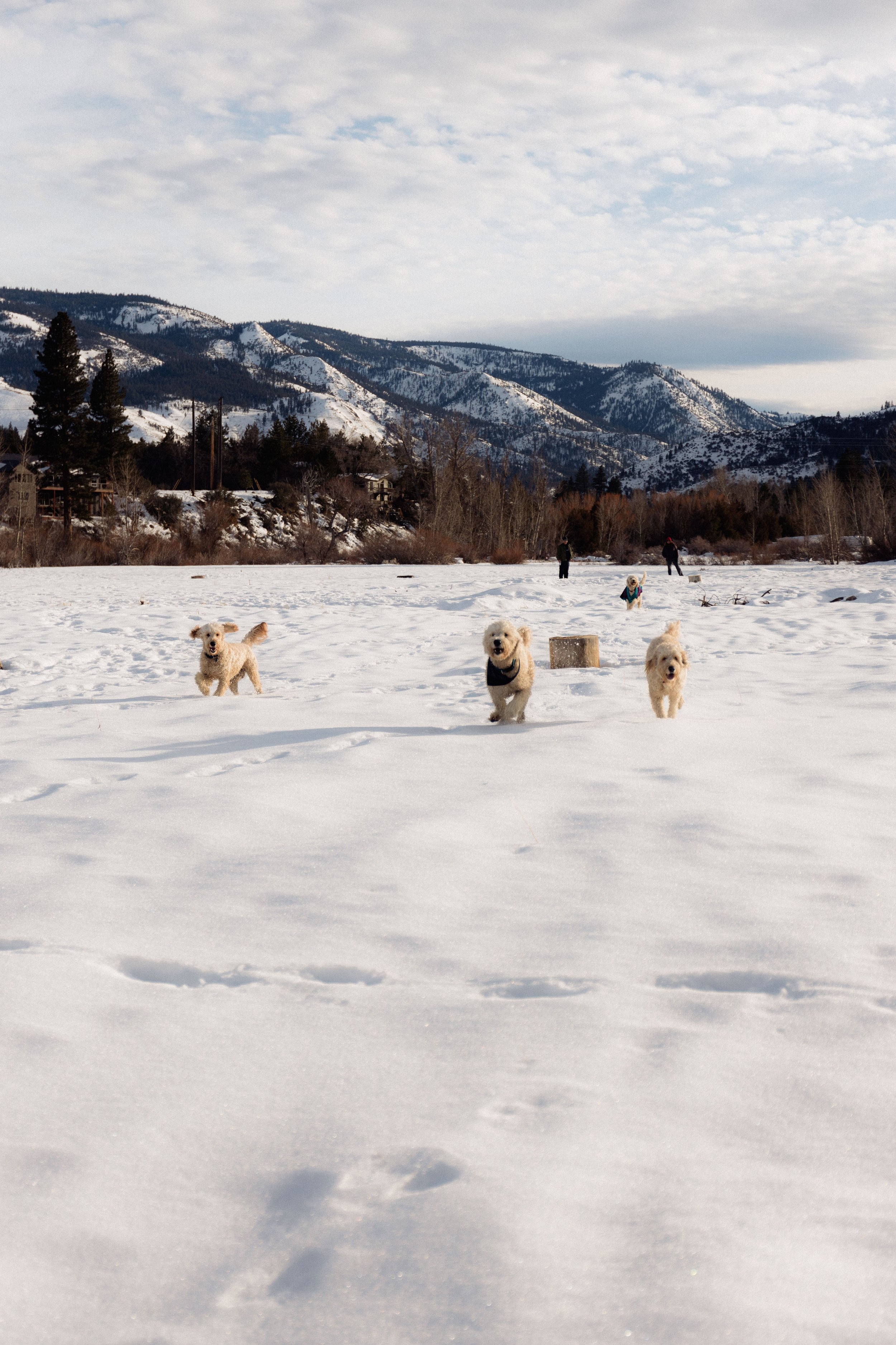 Four dogs playing in a snowy field with mountains and a cloudy sky in the background.