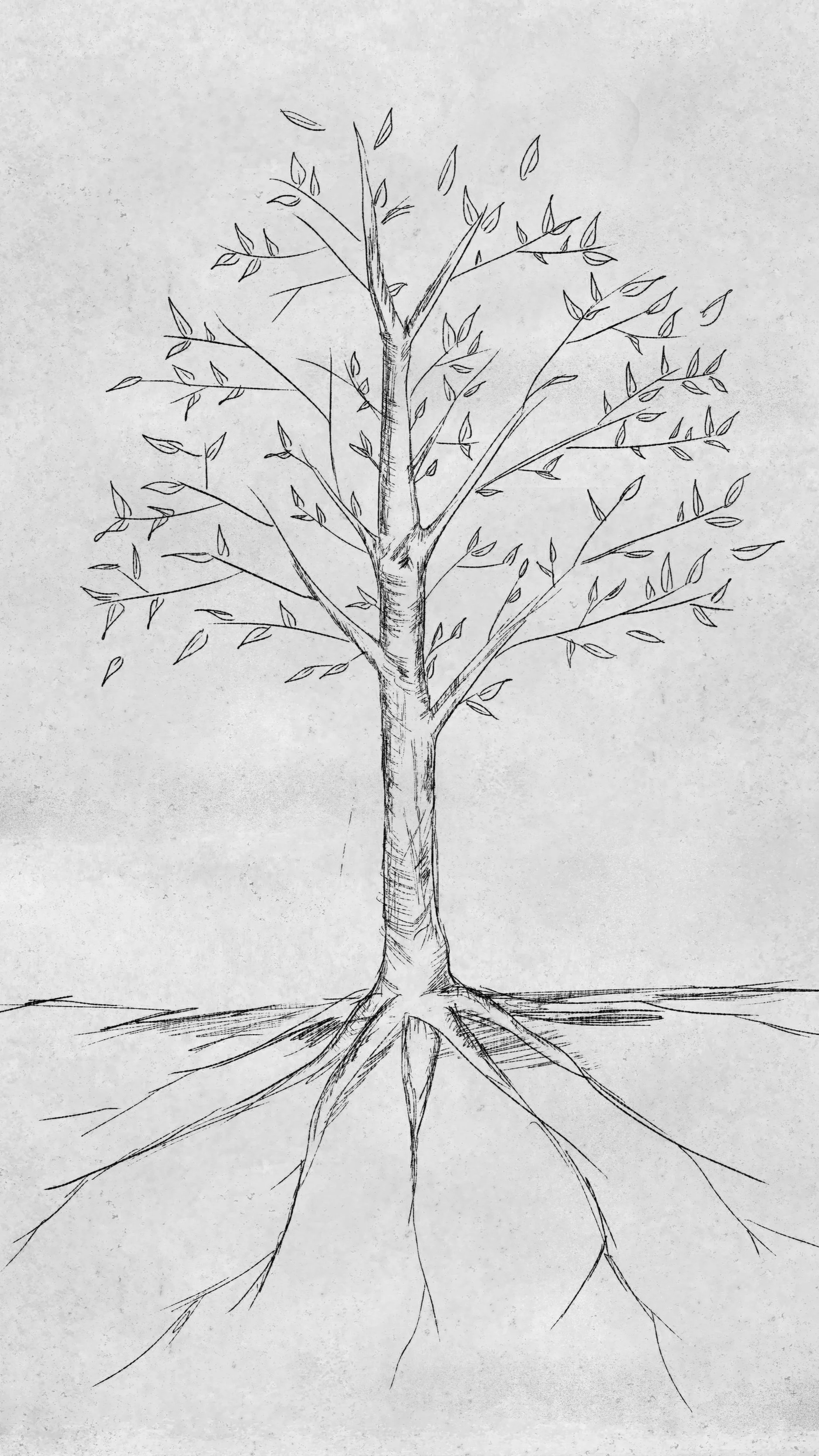 Detailed pencil sketch of a tree with exposed roots, symbolizing ecological land classification and sustainable design.