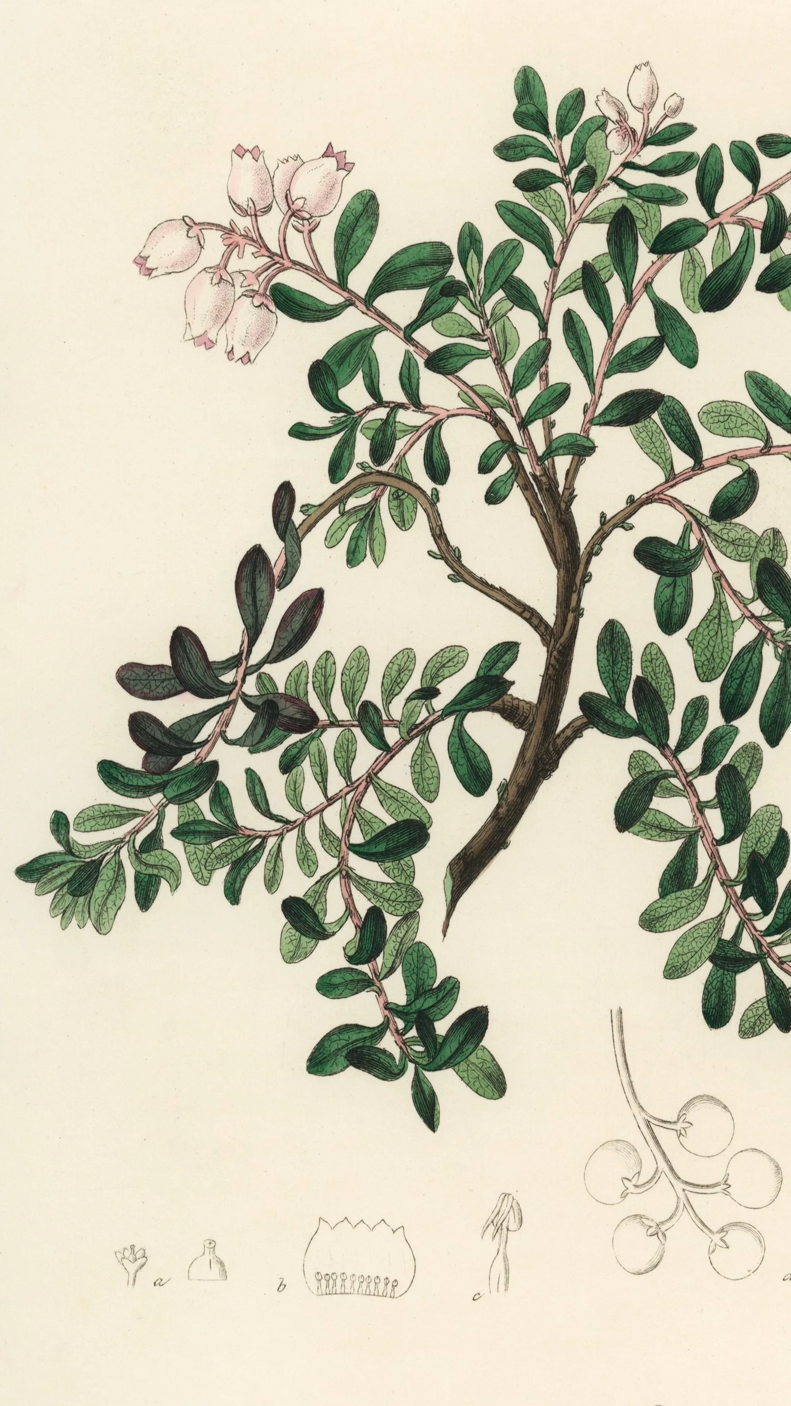 Traditional illustration of leafy plant branches, reflecting a heritage-inspired approach to sustainable landscaping.