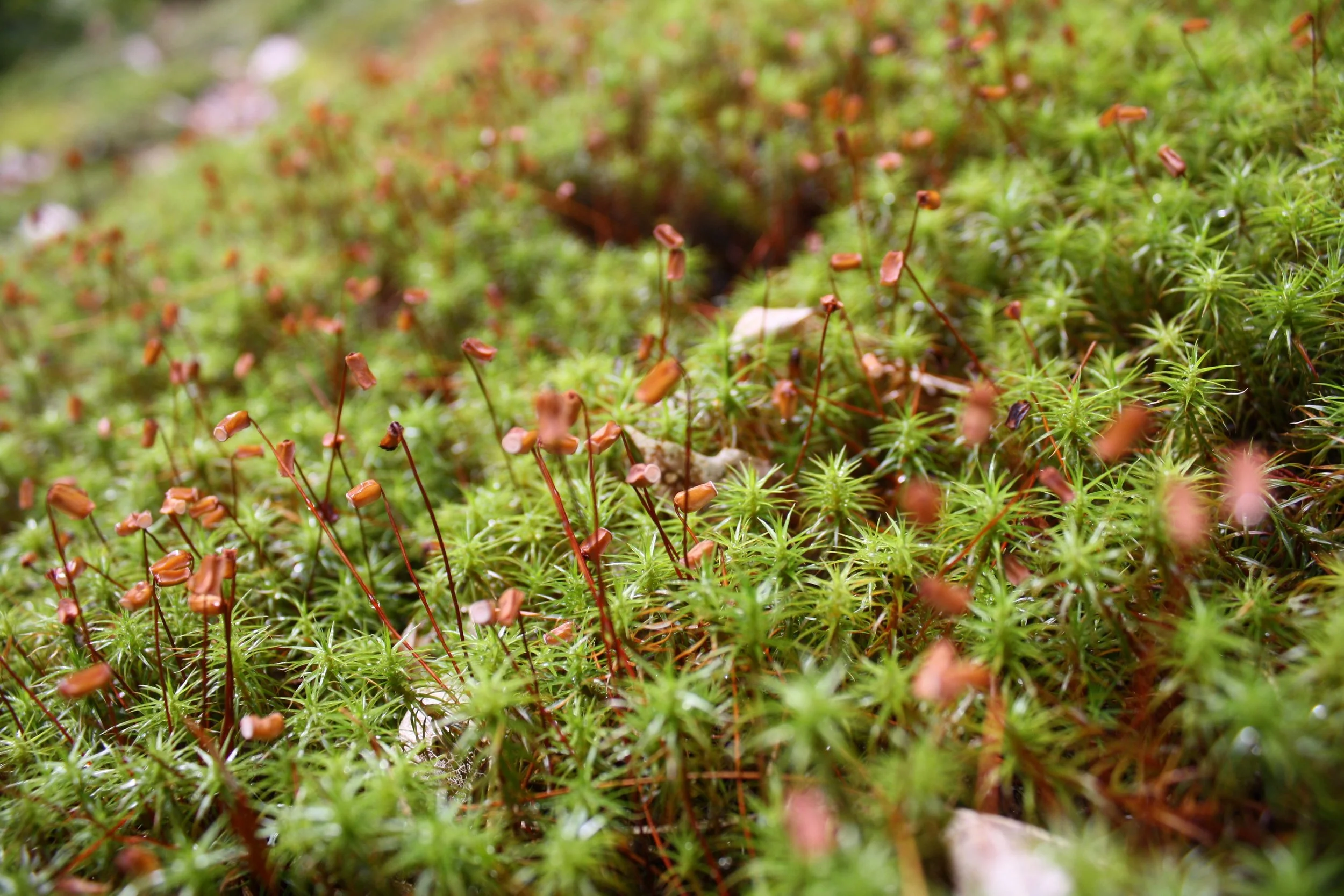 Why Native and Pollinator Gardens Often Fail—and How a Landscape Designer Can Help