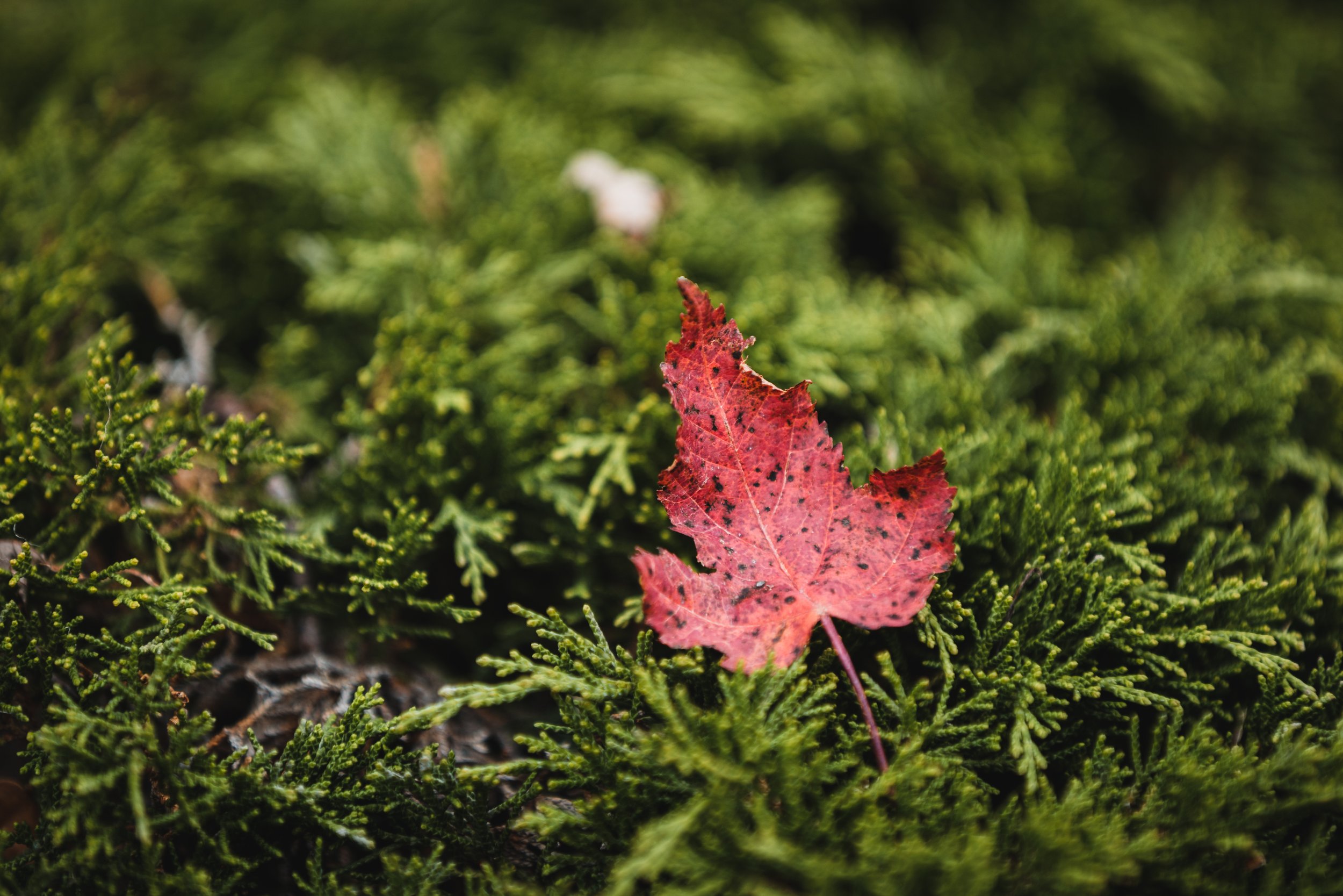 selective-focus-shot-red-leaf.jpg