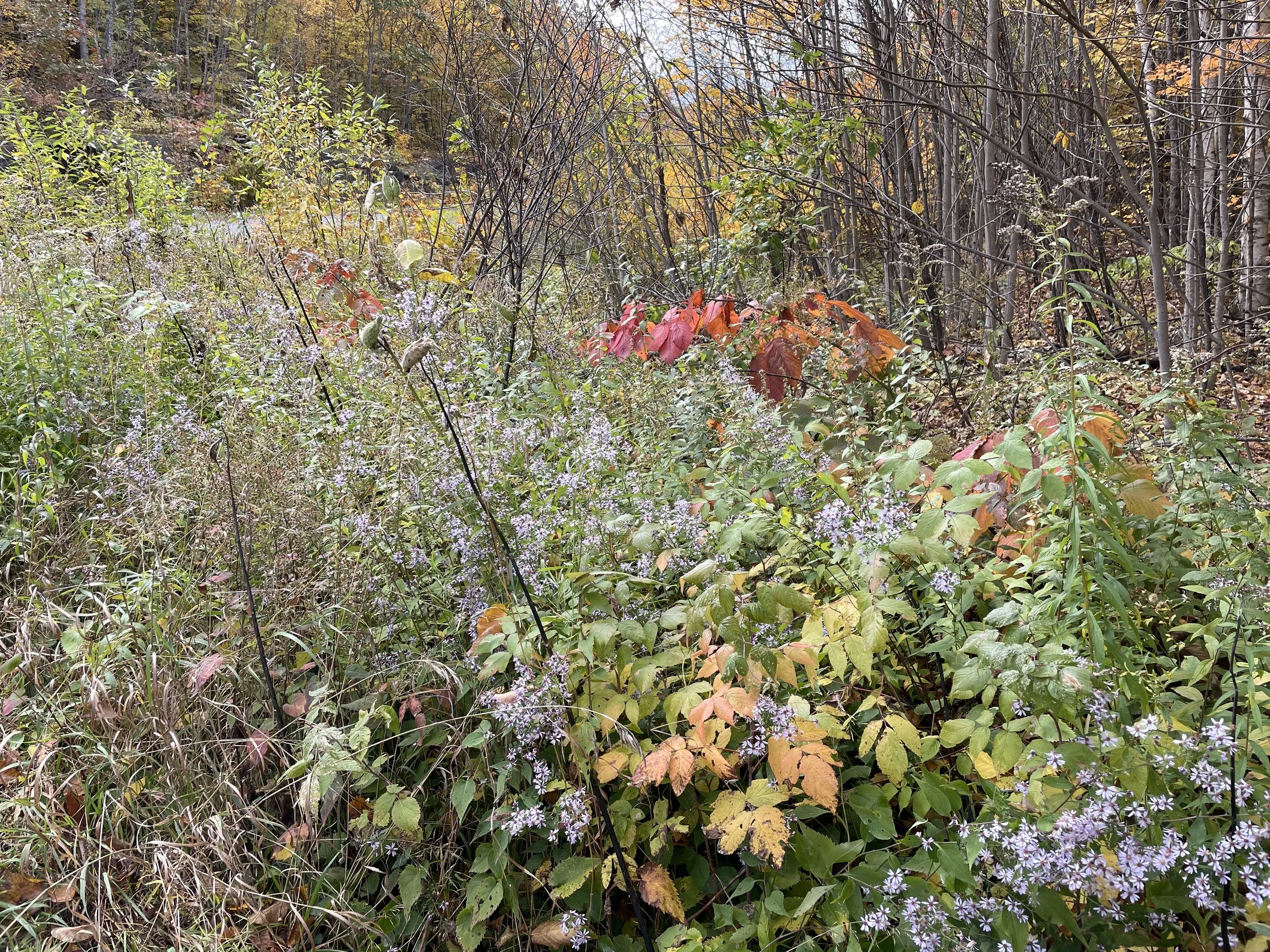 Rethinking the Lawn: Ecology, Culture, and the Future of Residential Landscapes