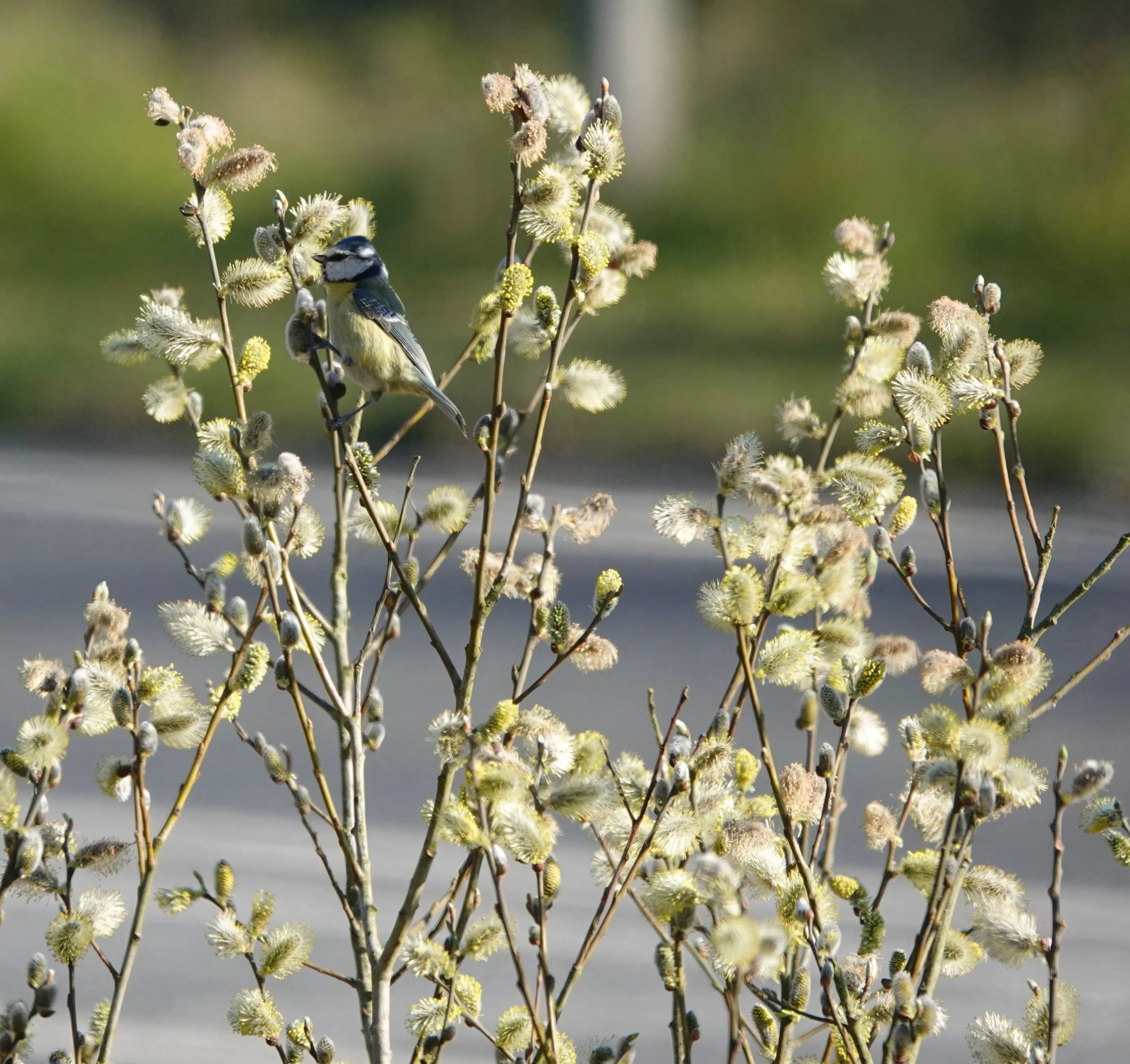 How Locally Grown Native Plants Create More Resilient Landscapes