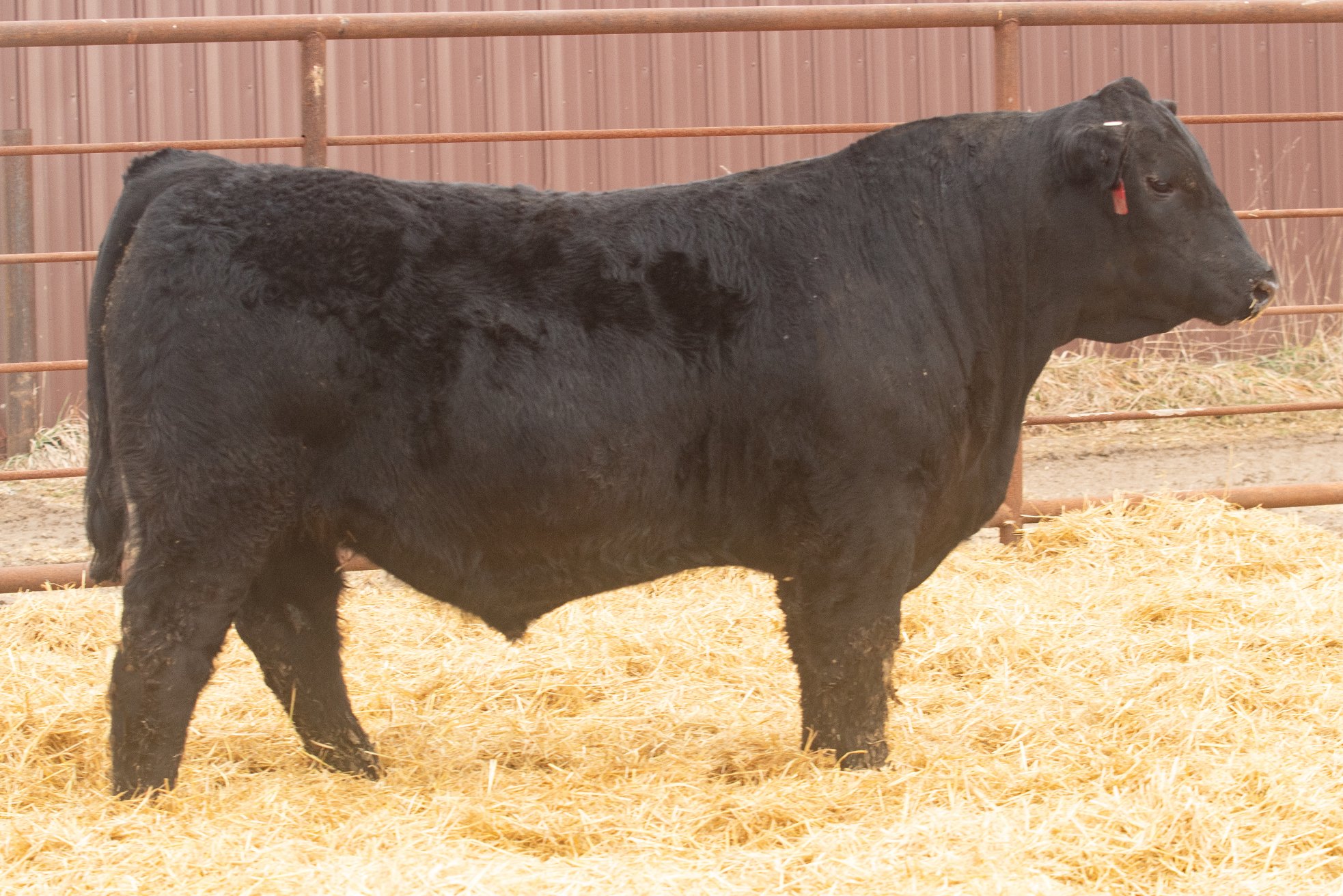 Simmental and SimAngus Herd Sires — Rydeen Farms