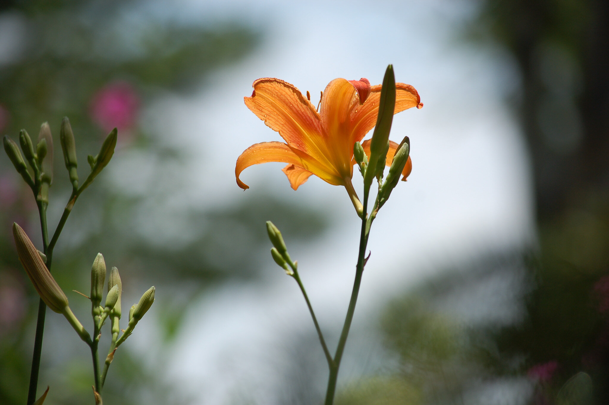  Orange lily 
