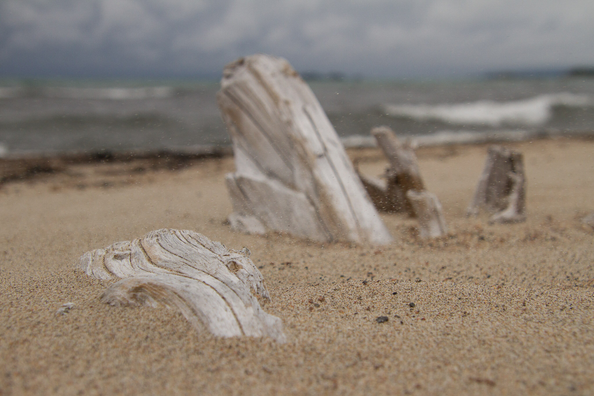  Driftwood and blowing sand, Lake Superior 