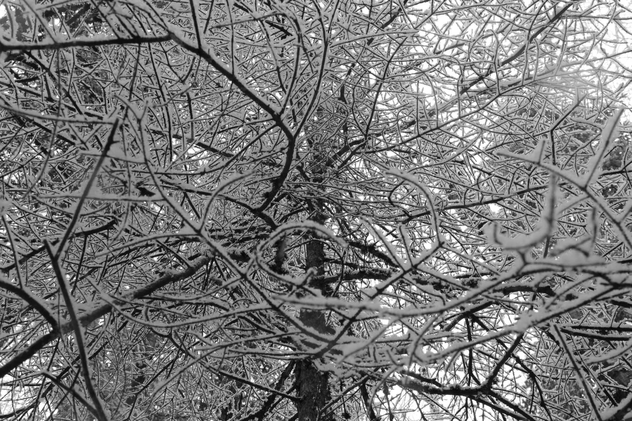  Snow on branches 